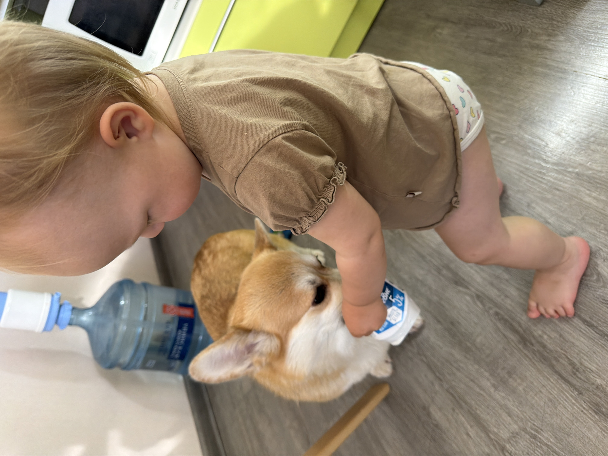 In a domestic interior, likely a kitchen, a toddler with blonde hair, wearing a tan t-shirt and a diaper decorated with colorful hearts, is interacting with a corgi. The toddler is bent over, holding a small white container, possibly a yogurt cup, which the corgi is sniffing or attempting to lick. The corgi is light brown and white, with large ears. In the background, a large blue water bottle with a blue and white dispenser is visible against a light-colored wall. The floor is made of grey wood-look laminate. A light brown wooden chair leg is partially visible on the left. A bright yellow cabinet is on the far right. The overall lighting is soft. The scene depicts a casual, everyday moment between a child and a pet. There is no visual information to confirm the location as Chaikovsky, Russia.