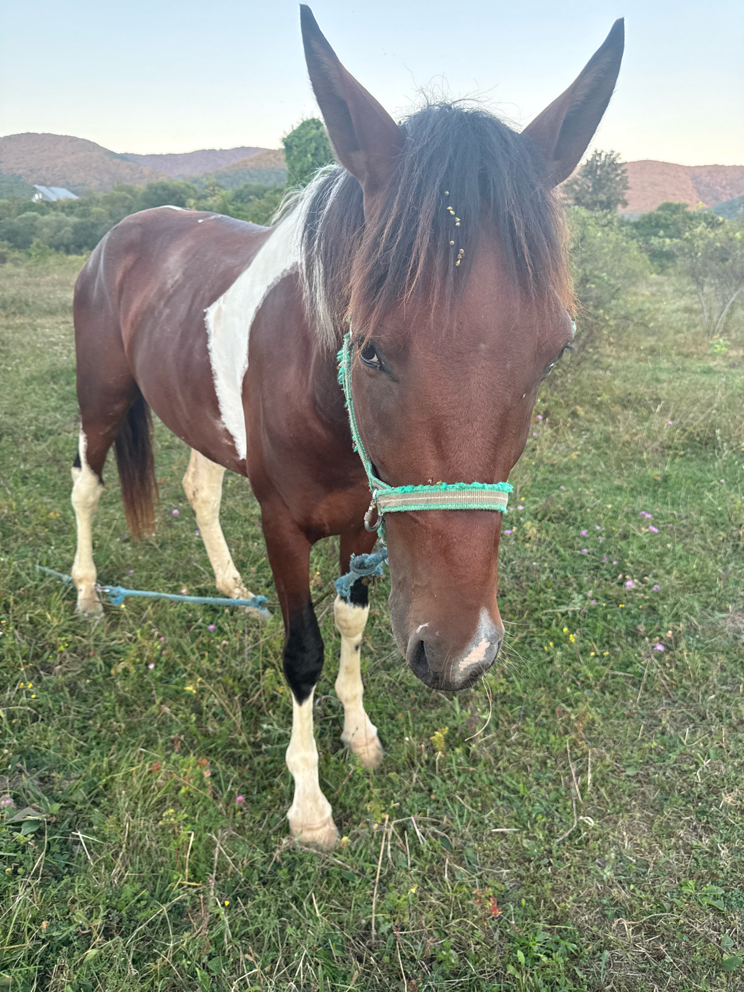A brown and white horse stands in a grassy field. The horse is facing the camera and is wearing a halter. The background shows rolling hills and trees. The sky is clear and blue. The image is taken from a slightly low angle, looking up at the horse. The horse has a white blaze on its forehead and white socks on its legs. The field is covered in green grass with scattered small purple and yellow flowers. A blue rope is visible in the foreground, tied to the horse's front legs. The horse's mane is dark brown and appears somewhat messy. There are small bits of what look like seeds or plant matter caught in the horse's mane near its forehead. The lighting suggests it is late afternoon or early evening. The scene appears to be in a rural or semi-rural setting.