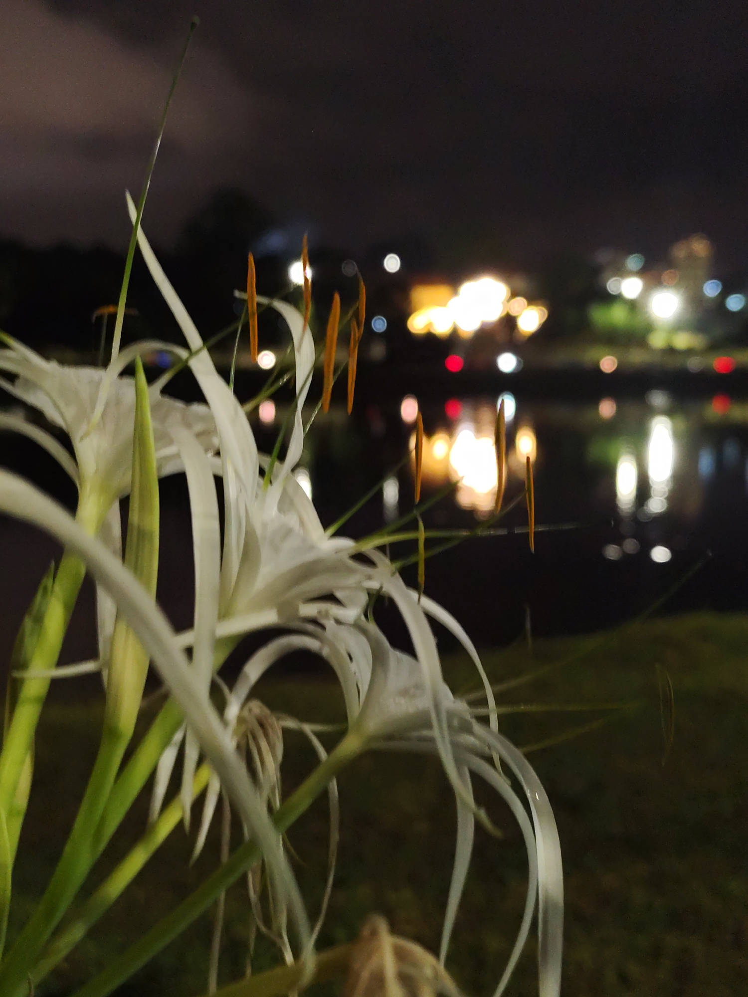 The image shows a close-up of a white spider lily (Hymenocallis) in bloom, likely near a body of water at night. The flowers are mostly in focus, while the background lights and reflections are blurred. The background suggests a city with lights reflecting on the water, potentially in Da Lat, Vietnam. The sky is dark and cloudy.
