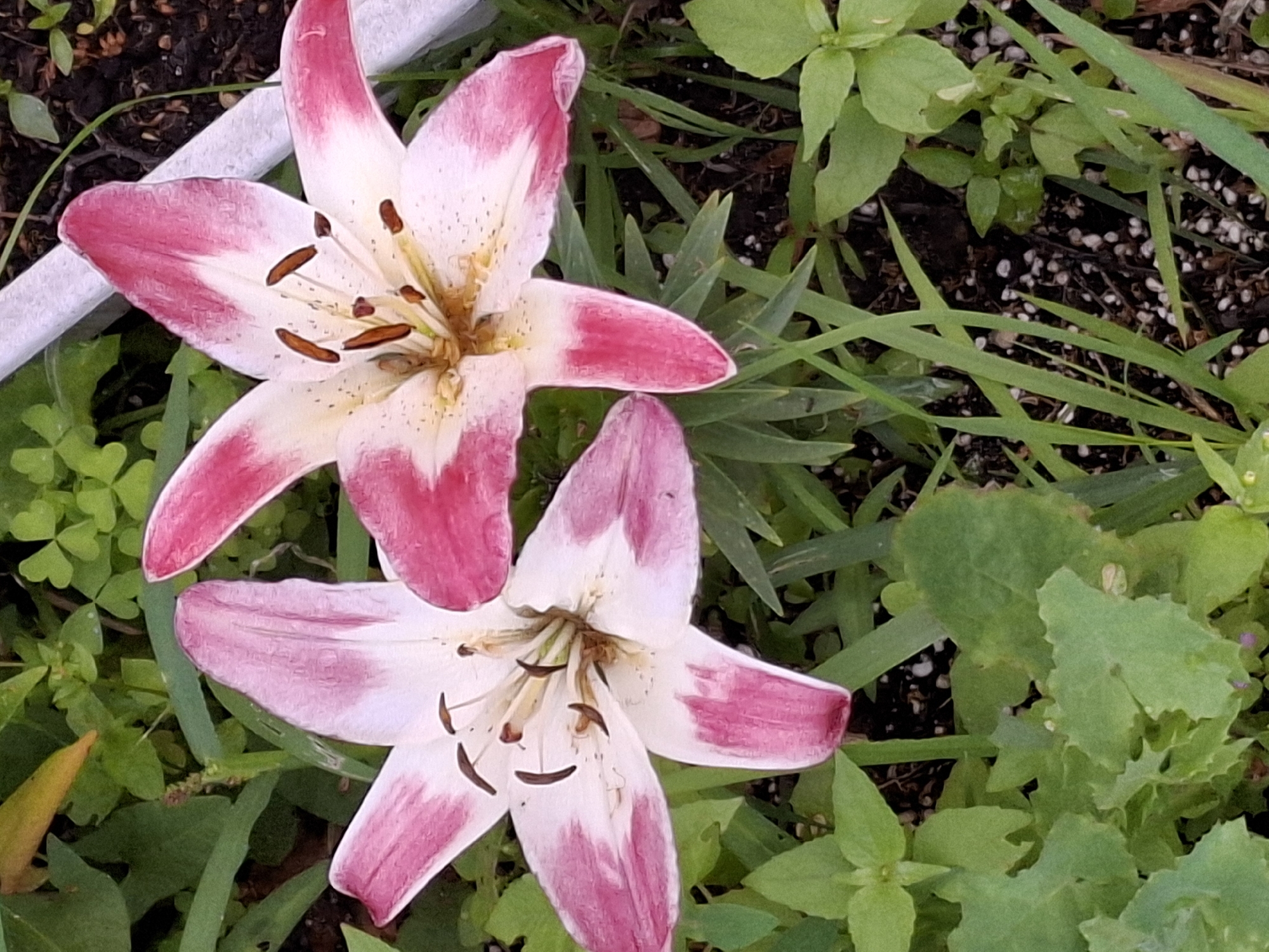 Two pink and white lilies are in bloom, with their petals facing upwards. The lilies are surrounded by green foliage and dark soil. A white, weathered railing is visible in the upper right corner of the image. The scene appears to be outdoors, possibly in a garden.
