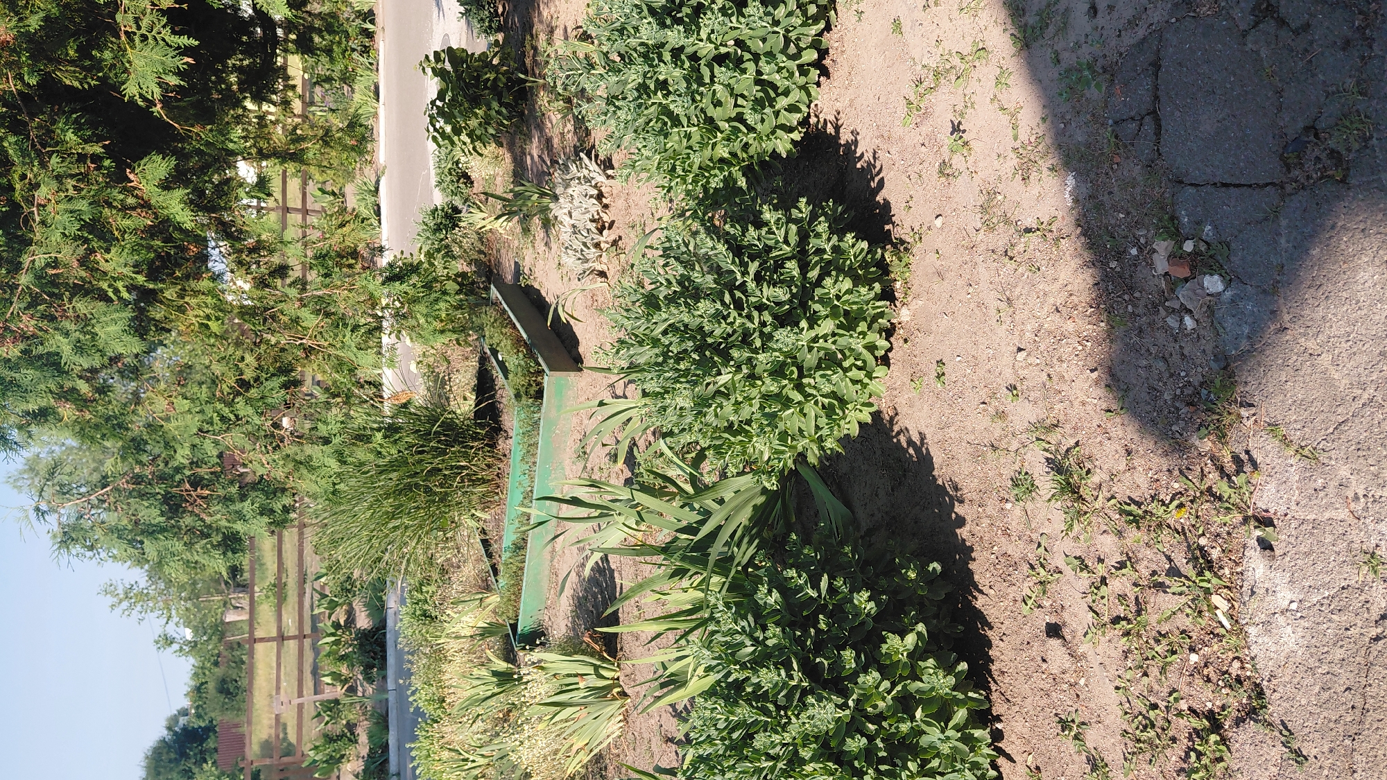 This is a ground-level outdoor photograph taken in the city of Borodianka, Ukraine, on a sunny day. The foreground shows a patch of sandy ground with scattered small weeds and a cracked asphalt path. Behind the path, there are several lush green bushes. Further back, there is a raised garden bed with some plants, and behind that, a wooden fence and some dry grass. Tall green trees, likely conifers, dominate the background, with their branches casting shadows on the ground. The sky is clear and blue. There are no people or animals visible in the image.