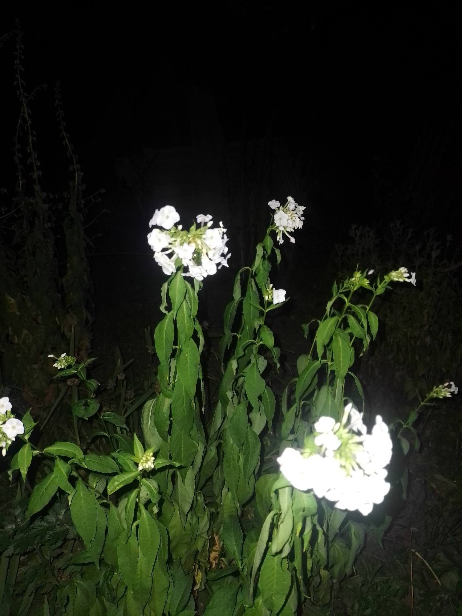 The image captures a cluster of white phlox flowers blooming in the dark. The flowers are arranged in dense clusters at the top of tall, leafy green stalks. The background is dark and indistinct, suggesting the photo was taken at night or in a dimly lit environment. The overall scene is serene and focuses on the delicate beauty of the flowers against the night. This image was taken in Ustyvytsia, Ukraine.