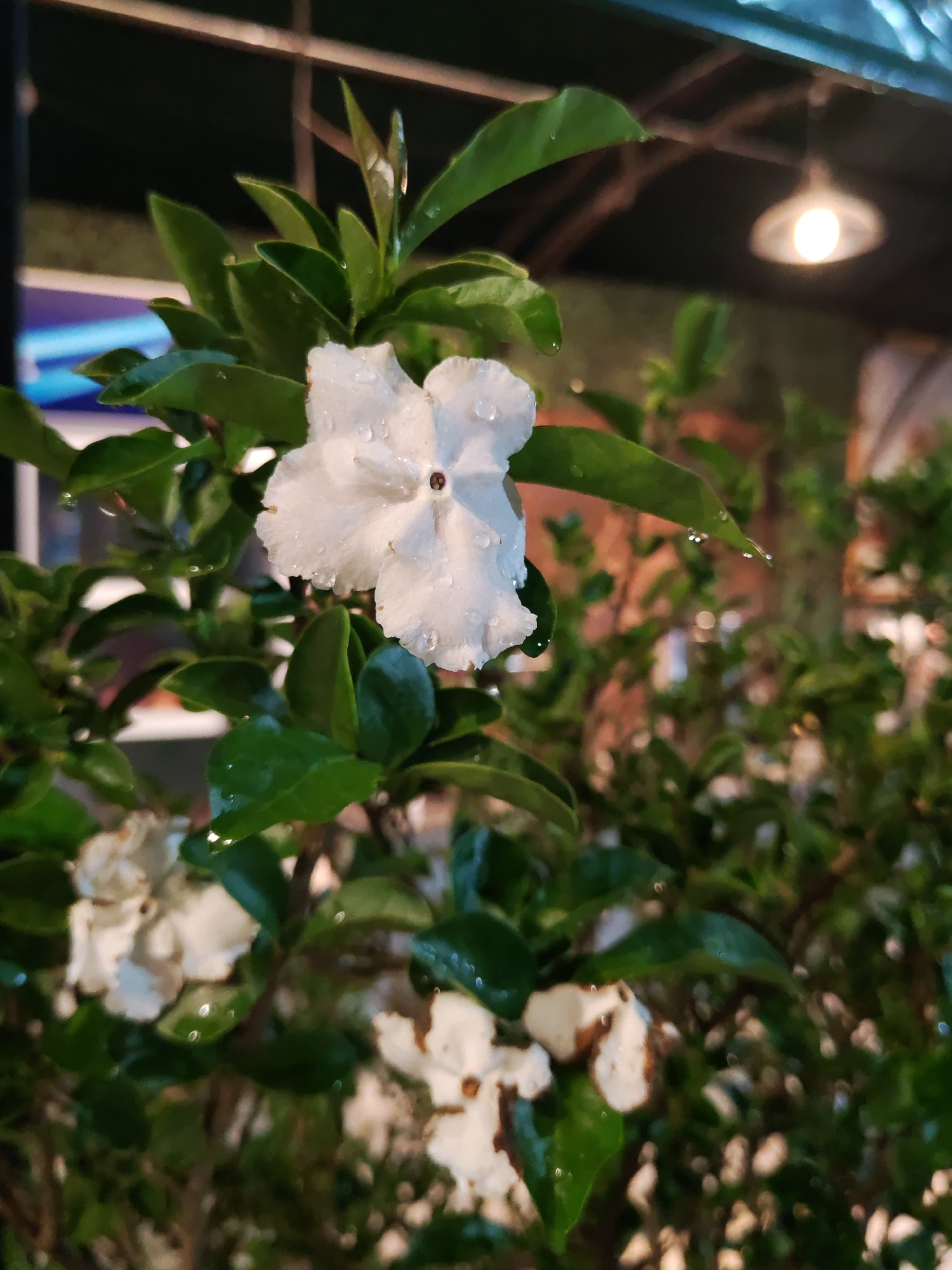 The image depicts a white flower with water droplets on its petals and surrounding green leaves. The flower is in focus, while the background is slightly blurred, suggesting a shallow depth of field. Other similar flowers are also visible, but out of focus in the background. The lighting indicates it is either evening or an indoor setting, as suggested by the artificial light source above the flower, which appears to be a single pendant light with a warm tone. The presence of the leaves and flowers suggests a garden or a plant in a container. Given the context of Da Lat, Vietnam, it is possible this image was taken at a local flower garden or a café with floral decorations. The overall impression is that of a serene, natural scene captured in a peaceful setting.