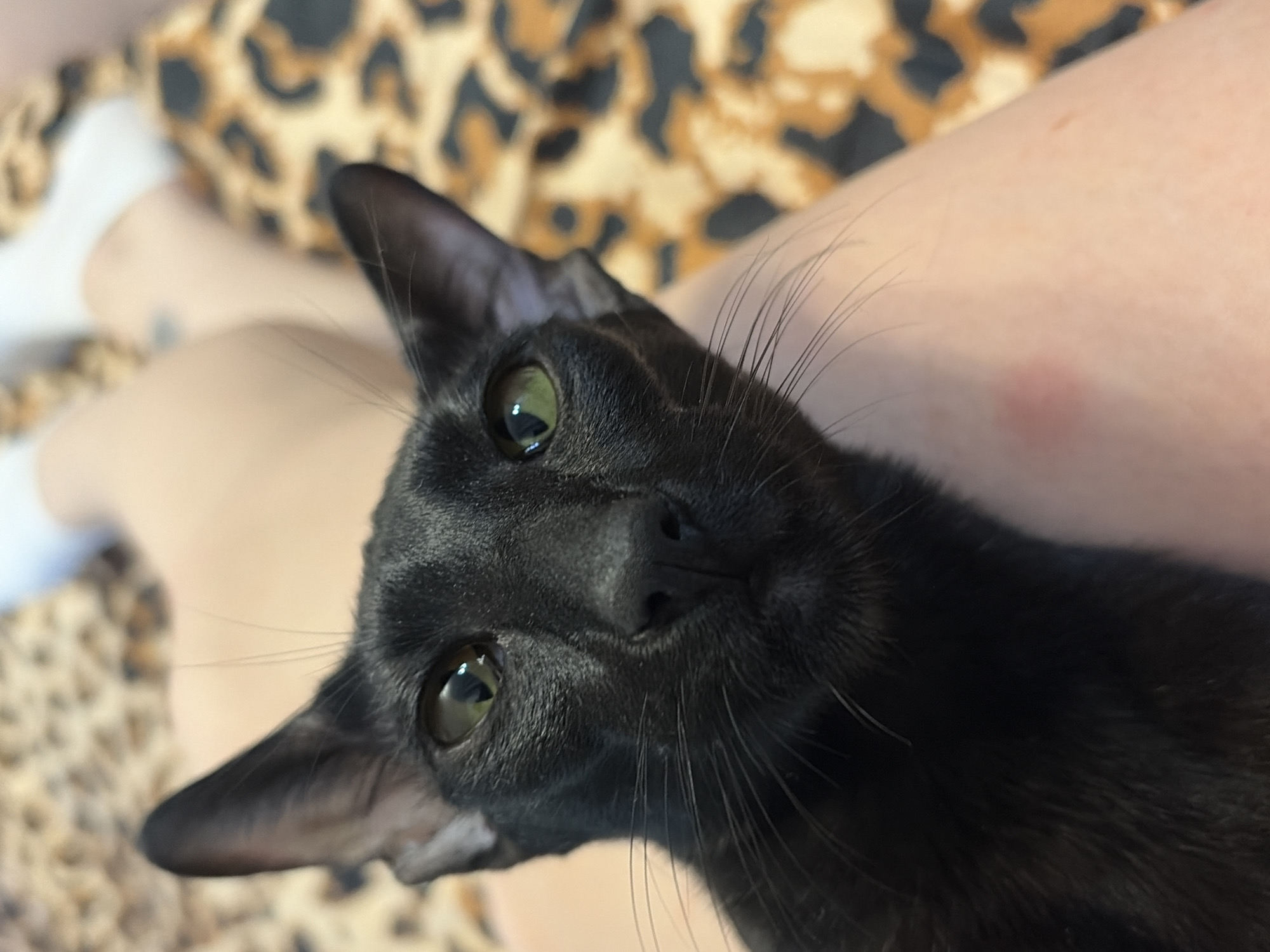A close-up shot focuses on the face of a black cat with striking green eyes, positioned in the foreground. The cat is looking directly at the camera with its head tilted slightly. Its fur is sleek and black, and long whiskers extend outwards. Behind the cat, the background is softly blurred, revealing a person's leg covered by fabric with a leopard print pattern. The person is wearing white socks. The lighting suggests it is daytime, and the overall mood is intimate and relaxed, as if the cat is being held or is resting on its owner's lap. The scene is likely indoors, given the close proximity to the person. There is no visible text in the image.