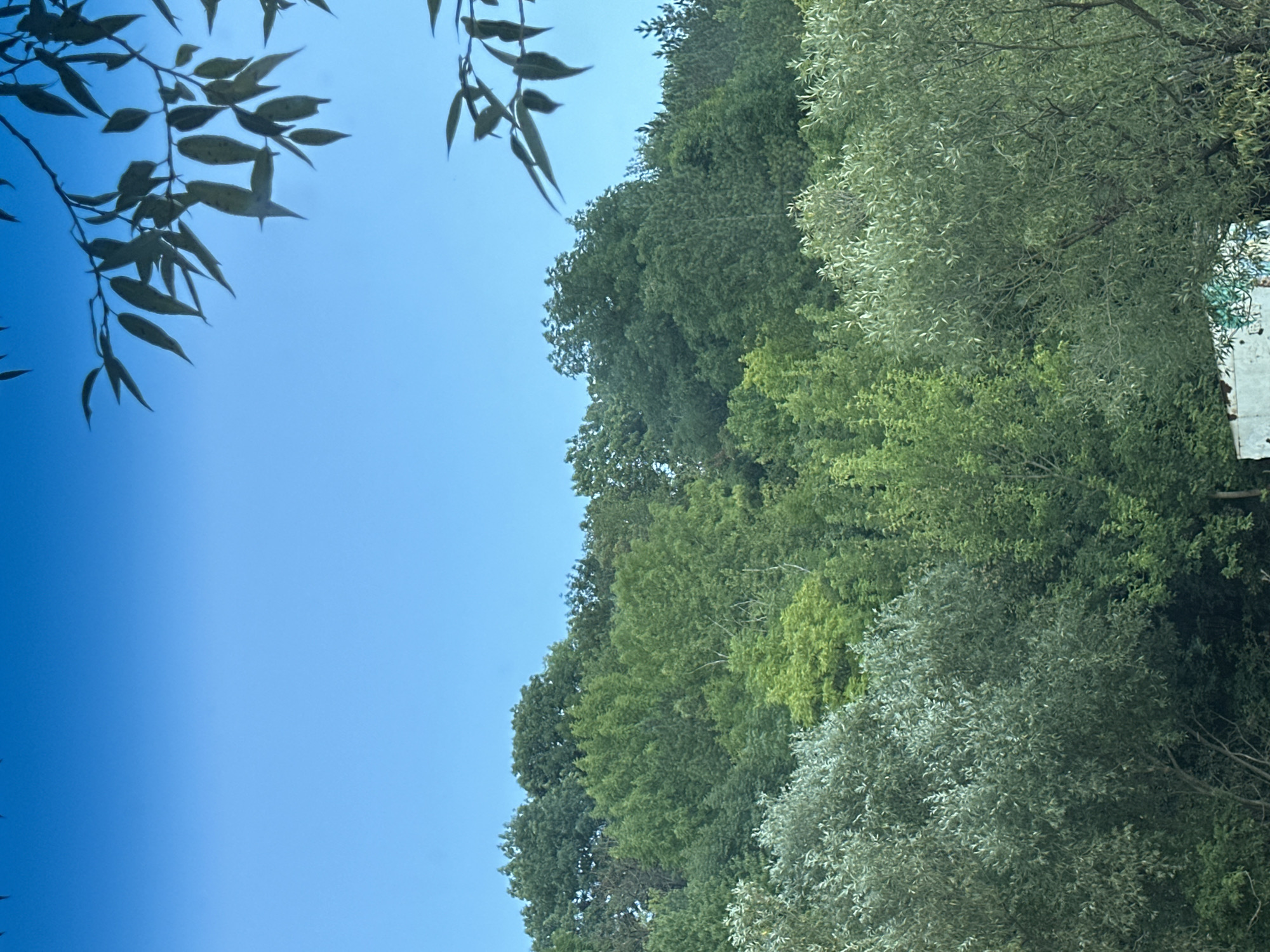 An outdoor, eye-level, vertical shot captures a view of trees and a clear blue sky. In the foreground, branches with green leaves hang down from the top corners, silhouetted against the sky. The middle ground is filled with a dense canopy of varied green trees, forming a lush hillside. The background is a vast expanse of uninterrupted blue sky. The image appears to have been taken in Makiv, Ukraine, depicting a natural landscape with no visible people or specific man-made structures in the immediate vicinity.