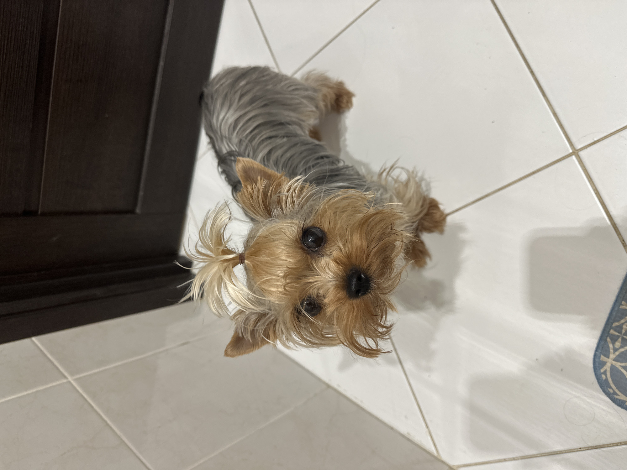 A Yorkshire Terrier dog with tan and gray fur stands on a tiled floor. The dog has a ponytail on its head. The dog is looking up at the camera. In the background, a dark brown door is visible. The floor is white with gray grout lines. The image is taken indoors.
