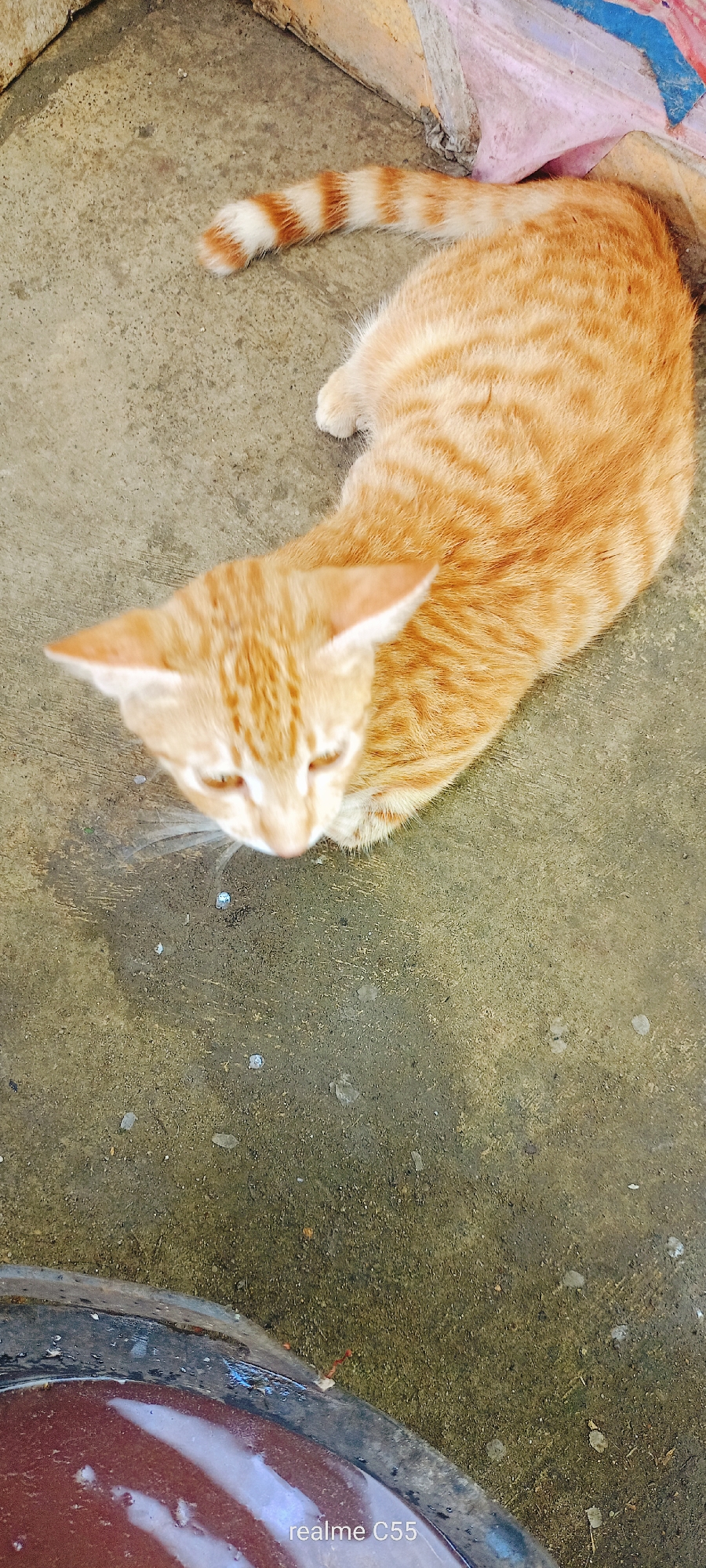 An overhead photograph captures an orange tabby cat resting on a concrete ground. The cat is positioned diagonally across the frame, with its head in the lower center and its striped tail extending towards the upper right corner. Its fur is a bright orange with visible darker tabby markings and a distinctly ringed tail featuring alternating orange and white bands. The cat's ears are alert, but its eyes are downcast, suggesting a moment of quiet contemplation or a focus on something below.
The concrete surface beneath the cat is a mottled grey-brown, exhibiting areas of dampness or stains and scattered small debris. In the upper right background, a small portion of a colorful, possibly painted concrete structure or wall is visible, featuring hues of pink, blue, and reddish-brown. The lower-left foreground shows a segment of a dark, circular object, perhaps a pot or a container, holding a reddish-brown liquid that reflects ambient light.
The setting appears to be outdoors or in a semi-enclosed space during daylight hours, consistent with the provided location context of Lhokseumawe, Indonesia. The overall impression is one of calm and stillness. The text "realme C55" is visible in white in the bottom right corner of the image.