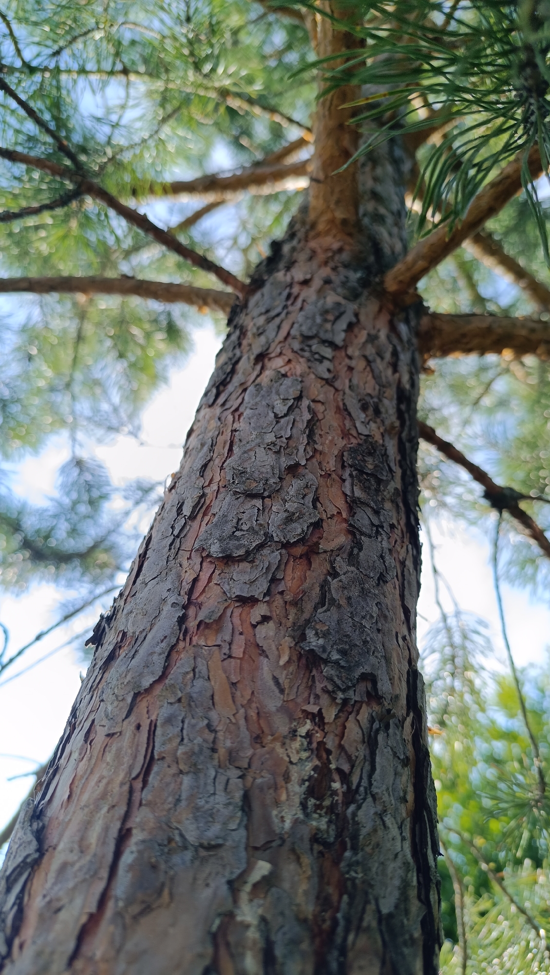 The image is a close-up, low-angle shot of the textured bark of a pine tree. The bark is rough and deeply furrowed, showing shades of brown and grey. The tree trunk angles upwards and to the left of the frame. Out of focus, green pine needles and branches extend upwards and outwards, with hints of blue sky and dappled sunlight visible through the foliage. The scene appears to be in a natural, outdoor setting, likely a forest or park. There are no people or animals visible in the image. The specific location in the city of Karsha, Russia cannot be determined from the visual information provided.