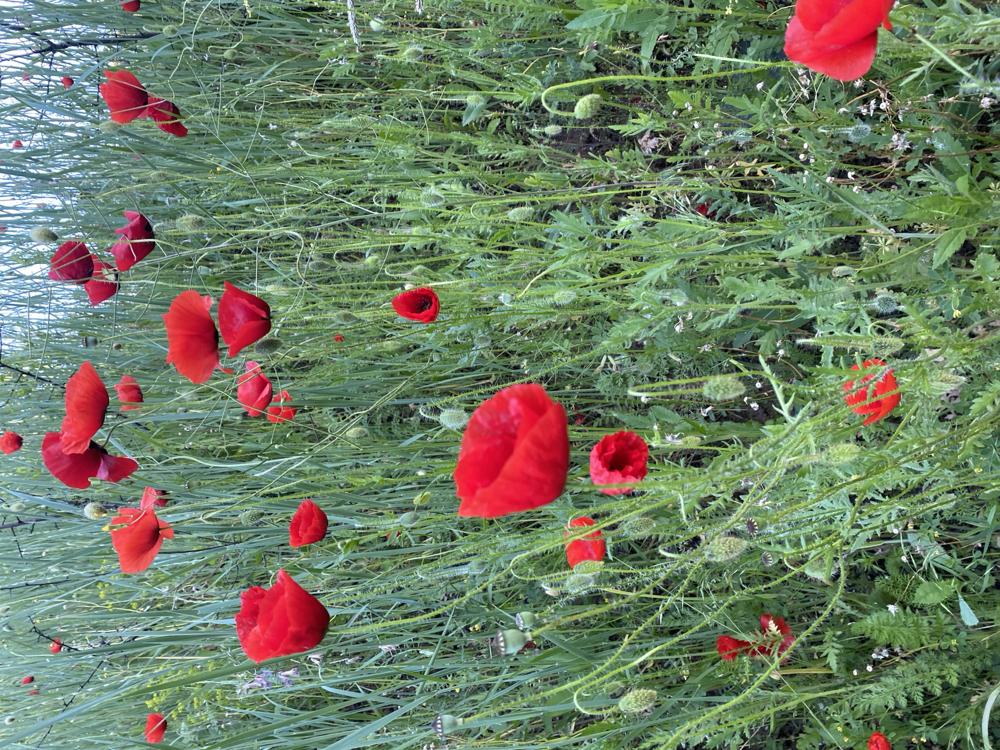 A field of poppies and other plants is shown. The poppies are red and are in various stages of bloom, from buds to fully open flowers. The other plants are green and appear to be grasses and other wildflowers. The location is likely in the countryside near Pleven, Bulgaria, due to the presence of these types of plants in that region.