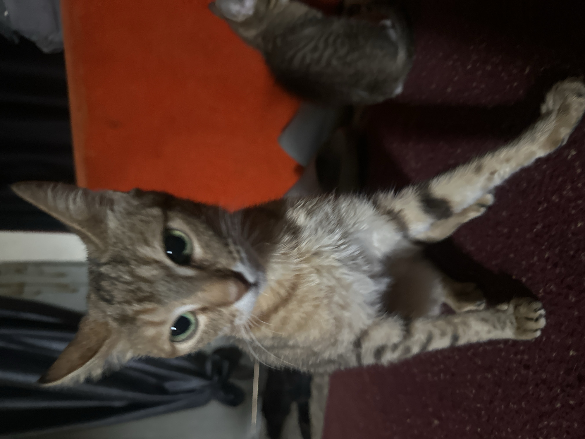 The image shows a tabby cat sitting on a dark red carpet. The cat has green eyes and a striped pattern on its fur. In the background, there is an orange object and a dark curtain. Another kitten is visible on the right side of the image, partially obscured by the cat in the foreground. The scene appears to be indoors. There is no information in the image to suggest its location in Jos, Nigeria.
