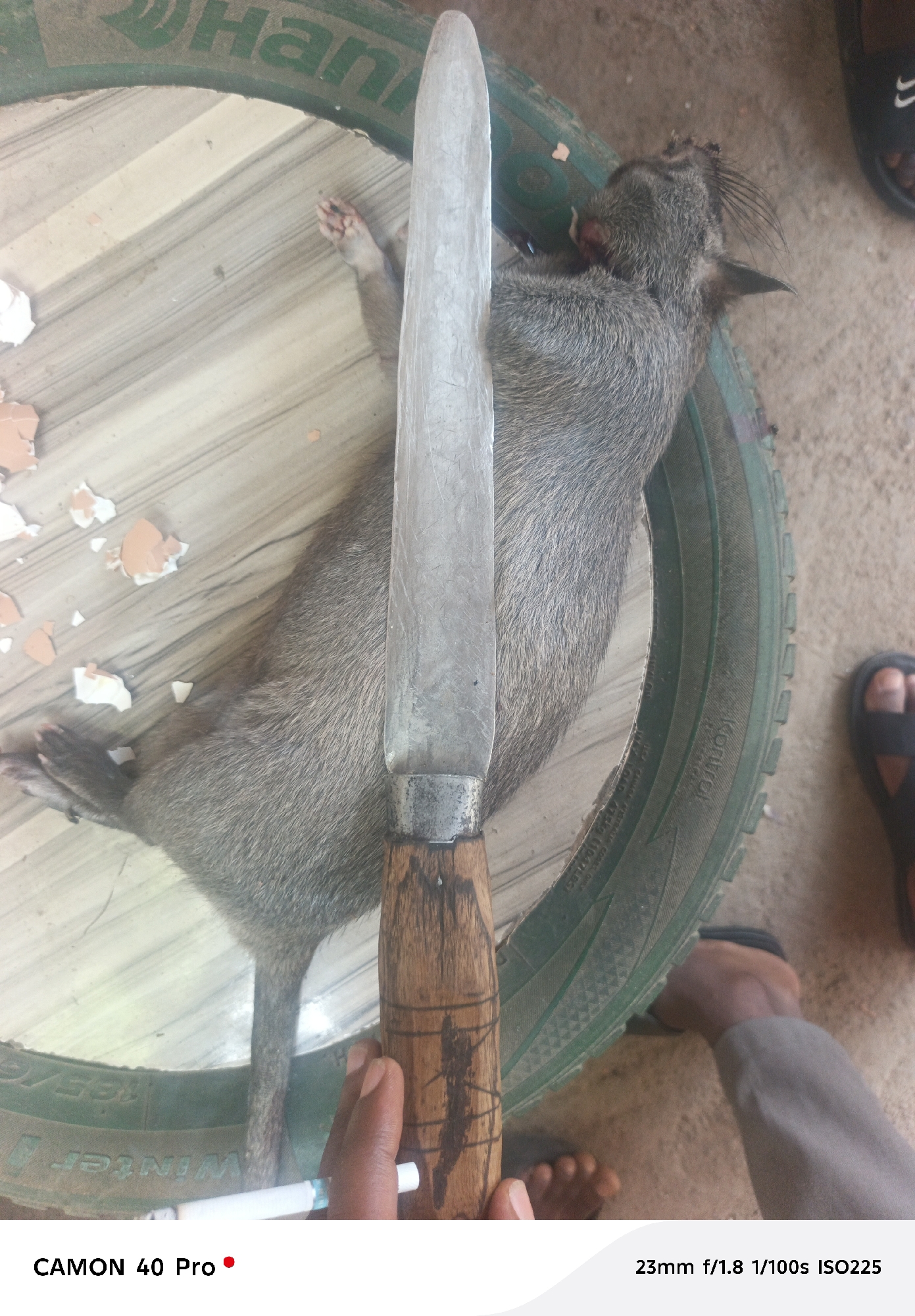 This high-angle, daylight image, captured in Jos, Nigeria, presents a practical scene featuring a dead, grey-furred animal, resembling a large rodent or similar small mammal. The animal lies on its back, positioned within the circumference of a green tire, which appears to be from a bicycle or motorcycle.
A person's dark-skinned hand holds a large, well-used knife with a wooden handle, which extends over the animal's body. Scattered around the animal's hindquarters are several broken eggshells. In the background, to the lower right, parts of a person's feet wearing black sandals are visible on what appears to be a concrete or dirt surface. A white pen or lighter is also discernible near the hand holding the knife.
The overall context suggests the preparation of game, likely for food. Visible text on the tire includes "ani," "Kontrol," "(1047LBS)," "WWINter," and "16516." Camera details "CAMON 40 Pro" and "23mm f/1.8 1/100s ISO225" are displayed at the bottom of the image.