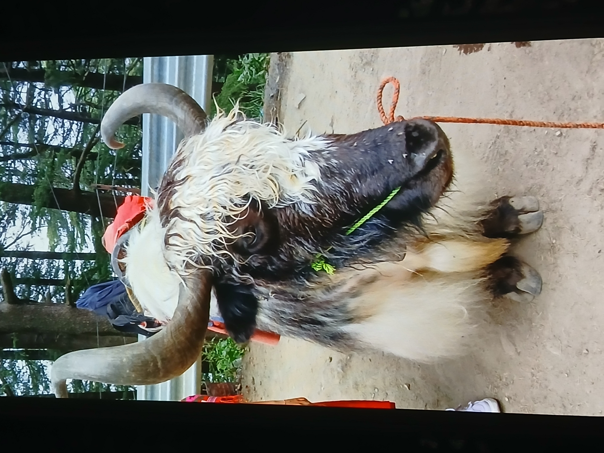 A yak rests on a dirt surface, likely tied with a rope. The yak has large, curved horns and long, shaggy fur that is a mix of white and black. It has a green rope around its nose. In the background, there are trees, a metal railing, and possibly some luggage. The image was possibly taken in Bengaluru, India.