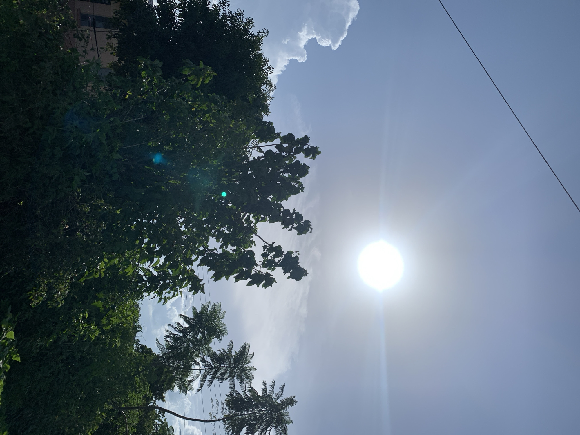 The image is a low-angle shot looking up at the sky. In the foreground on the left, there is lush green foliage from trees, with some branches extending into the frame. Behind the foliage, a building with windows can be partially seen. To the right of the foliage, the sky is a clear, bright blue, with a few wispy white clouds. A bright, circular sun is prominent in the sky, emitting a strong glare and lens flare, suggesting it is midday. A power line is visible as a thin black diagonal line stretching across the upper right portion of the sky. Further down, more palm-like trees with thin trunks are visible, also with their fronds reaching towards the sky. The overall scene suggests a sunny day, likely in a tropical or sub-tropical environment with a mix of urban and natural elements. The image is oriented vertically, as if taken by holding a phone in portrait mode. There is no visible text in the image.