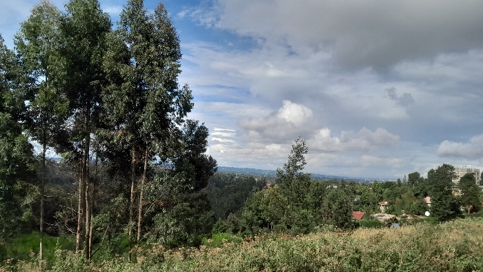 The image shows a view from a hilltop in Gitaru, Kenya, looking out over a forested valley and towards the city in the distance. The sky is cloudy with scattered white clouds. The foreground is dominated by a group of tall trees, with a grassy area in front of them. The valley below is covered in dense, green trees. In the distance, the cityscape is visible, with buildings, roads, and trees. The scene is calm and peaceful, with no people or animals visible.