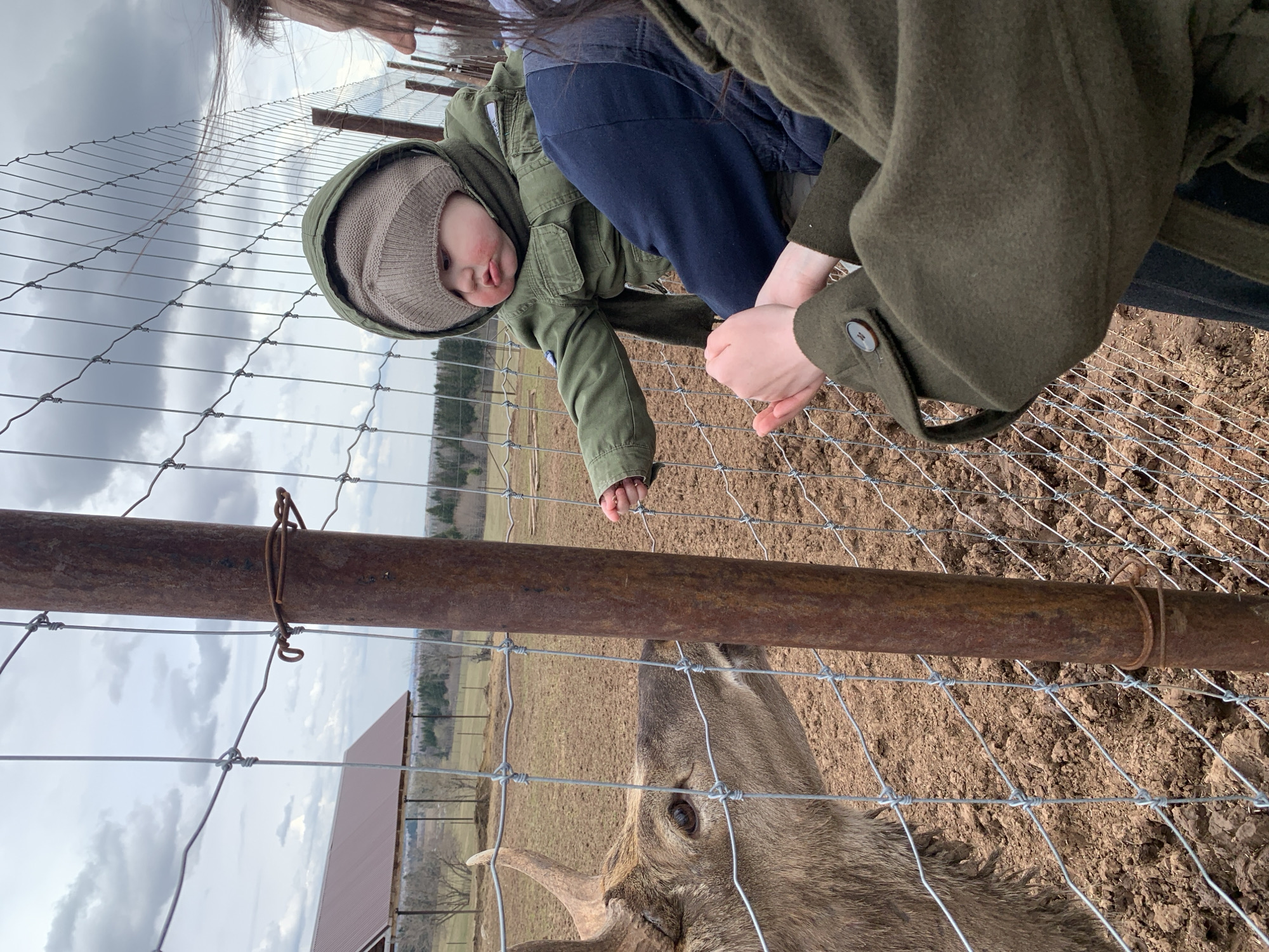 A partially rotated eye-level shot captures a child and an adult interacting with a deer through a wire fence. The child, wearing a green hooded jacket and a beige hat, is reaching towards the deer through the fence. An adult in a green coat stands next to the child, possibly holding or assisting them. The deer is visible through the fence, with its head raised and facing upwards. The background shows a field with scattered trees and a building with a brown roof. The sky is cloudy. There is no indication of the location in Ludorvai, Russia.