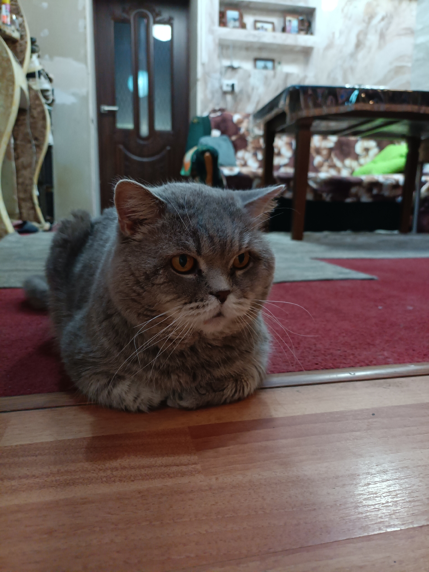 A gray British Shorthair cat is lying on a red carpet in what appears to be a living room. The cat is in the foreground, facing towards the right side of the frame, with its body curled up. Its fur is short and dense, and it has distinctive orange eyes. Behind the cat, a brown wooden door with a frosted glass panel is visible. To the right of the door, a wooden table with a dark, possibly plastic, tablecloth is set up, with some chairs and cushions in the background. The walls appear to be textured and off-white. The floor in front of the cat is polished wood. The overall impression is a domestic indoor scene.