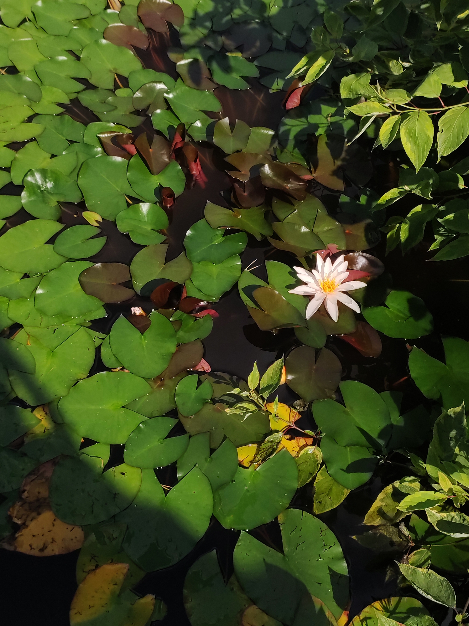 An overhead, eye-level, medium shot captures a portion of a natural pond filled with lily pads, showcasing both green and reddish-brown varieties. A single white water lily with a yellow center is in bloom, positioned slightly right of center. Some of the lily pads are partially submerged, and the dark water is visible between them. On the right side of the frame, lush green foliage spills into the pond, casting dappled shadows across the lily pads. The lighting suggests it is daytime, with sunlight filtering through the leaves. The scene is located outdoors, possibly in a garden or park, in the city of Fokino, Russia.