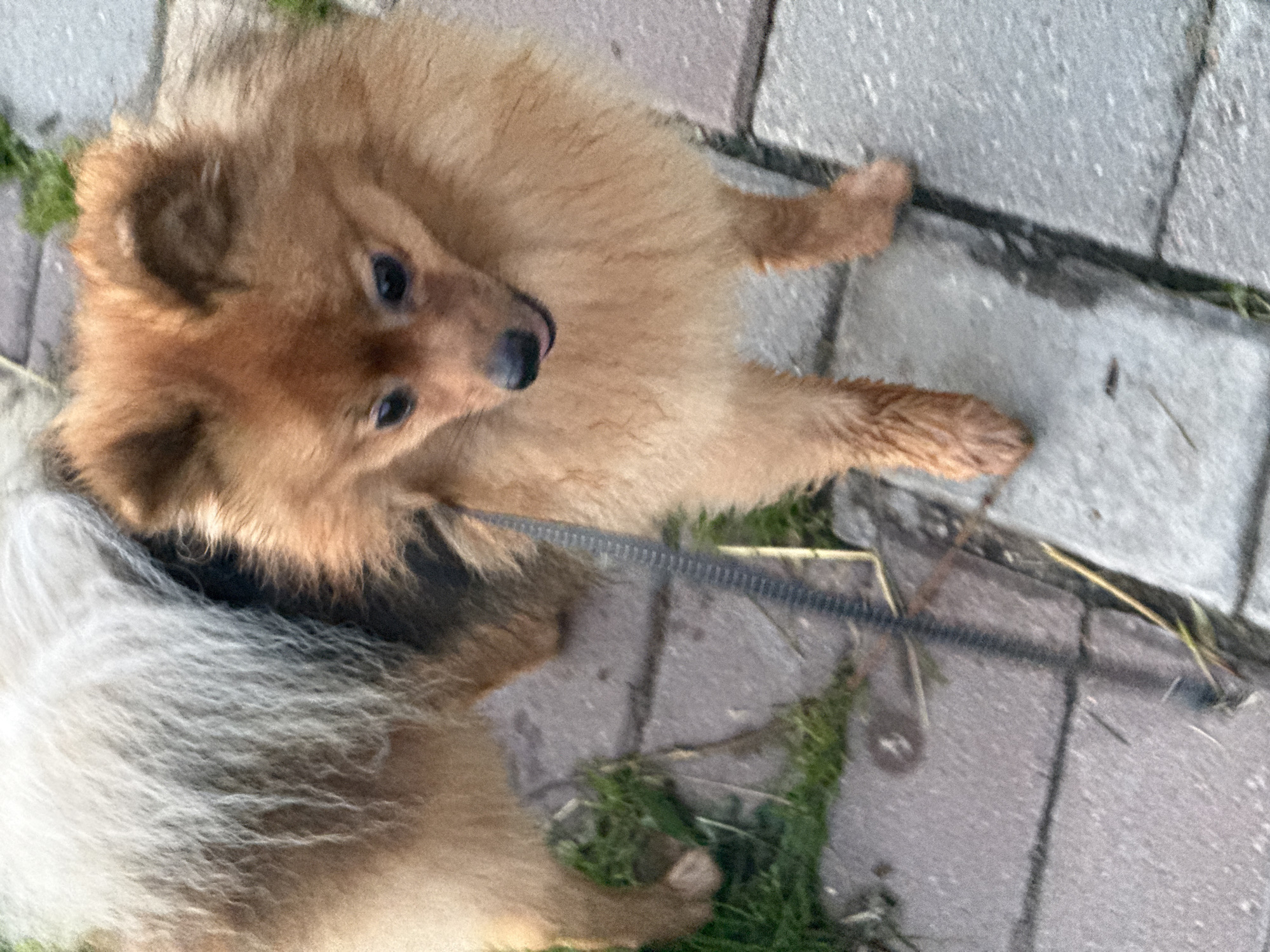 A Pomeranian dog with tan and white fur is standing on a paved walkway. The dog is facing forward, with its head tilted slightly to the right. The dog is wearing a black leash. The walkway is made of gray pavers and is bordered by green grass. The image appears to have been taken outdoors during daylight hours. The exact location in Moscow, Russia cannot be determined from the image alone.