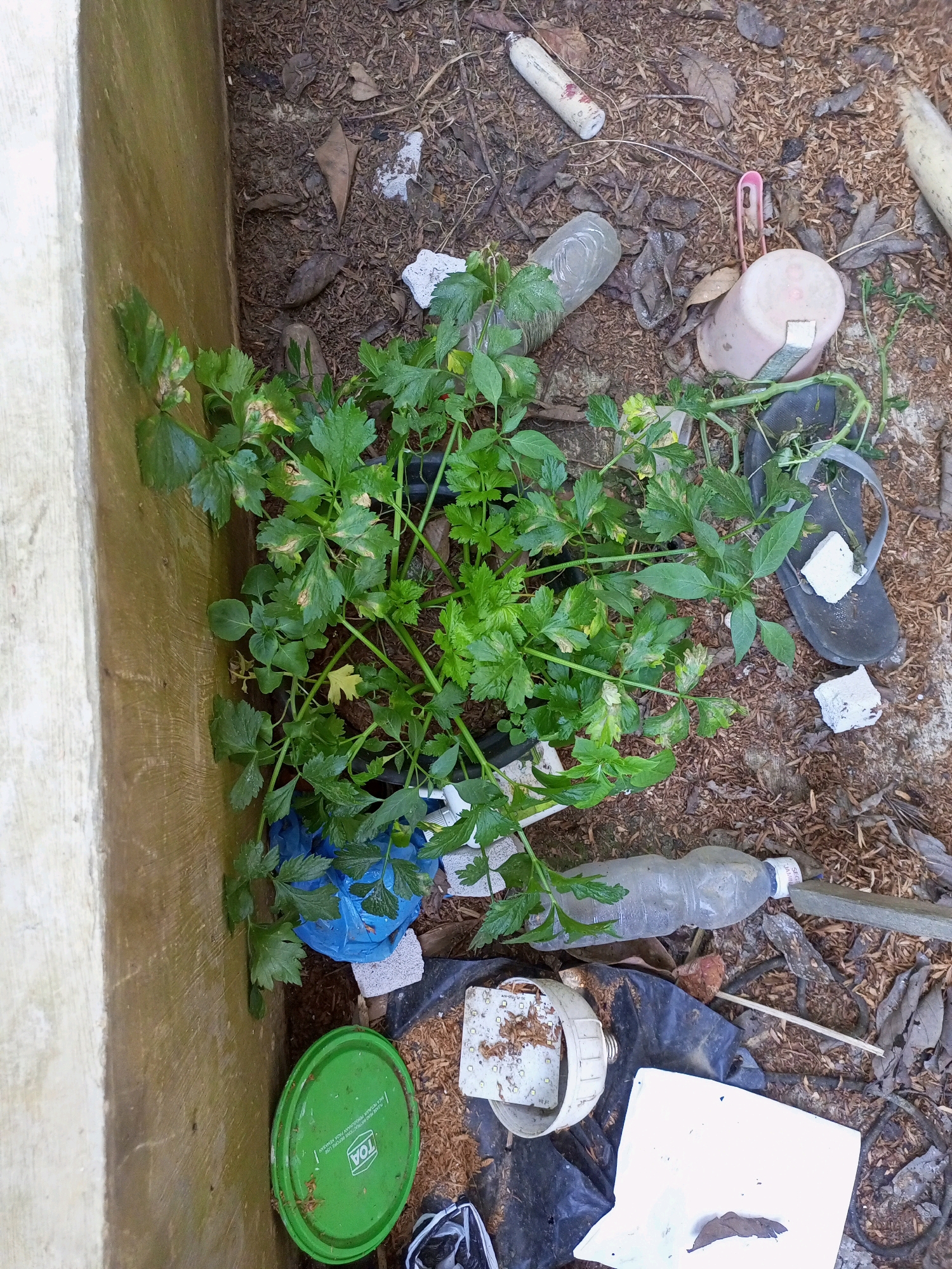 A potted plant with green leaves sits on the ground next to a light-colored wall in Jatipurno, Indonesia. The ground is covered in dry leaves, twigs, and debris. Various discarded items are scattered around the plant, including plastic bottles, a pink cup, a pink hairpin, a black flip-flop, white foam blocks, a green lid with "TOA" written on it, a white LED light fixture, black plastic bags, and a white piece of paper. The scene appears to be an outdoor area, possibly a backyard or a neglected corner.