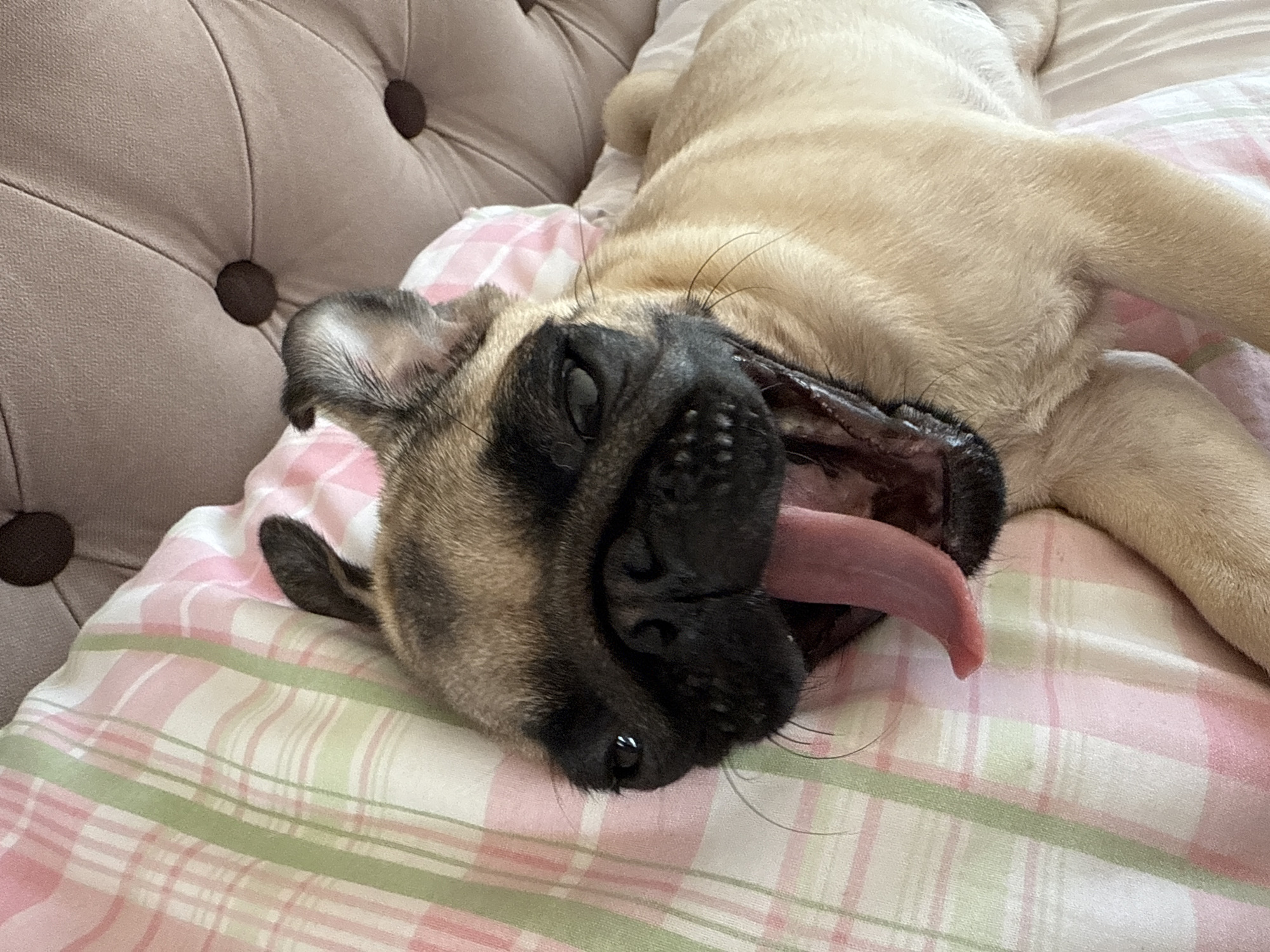 A pug is lying on a bed covered with a pink and green plaid blanket. The pug is on its back with its mouth wide open, showing its tongue. The pug's eyes are partially closed, giving it a sleepy or yawning appearance. The background shows a tufted headboard of a bed. The lighting is soft and natural, suggesting it is daytime. The scene is indoors, likely a bedroom.