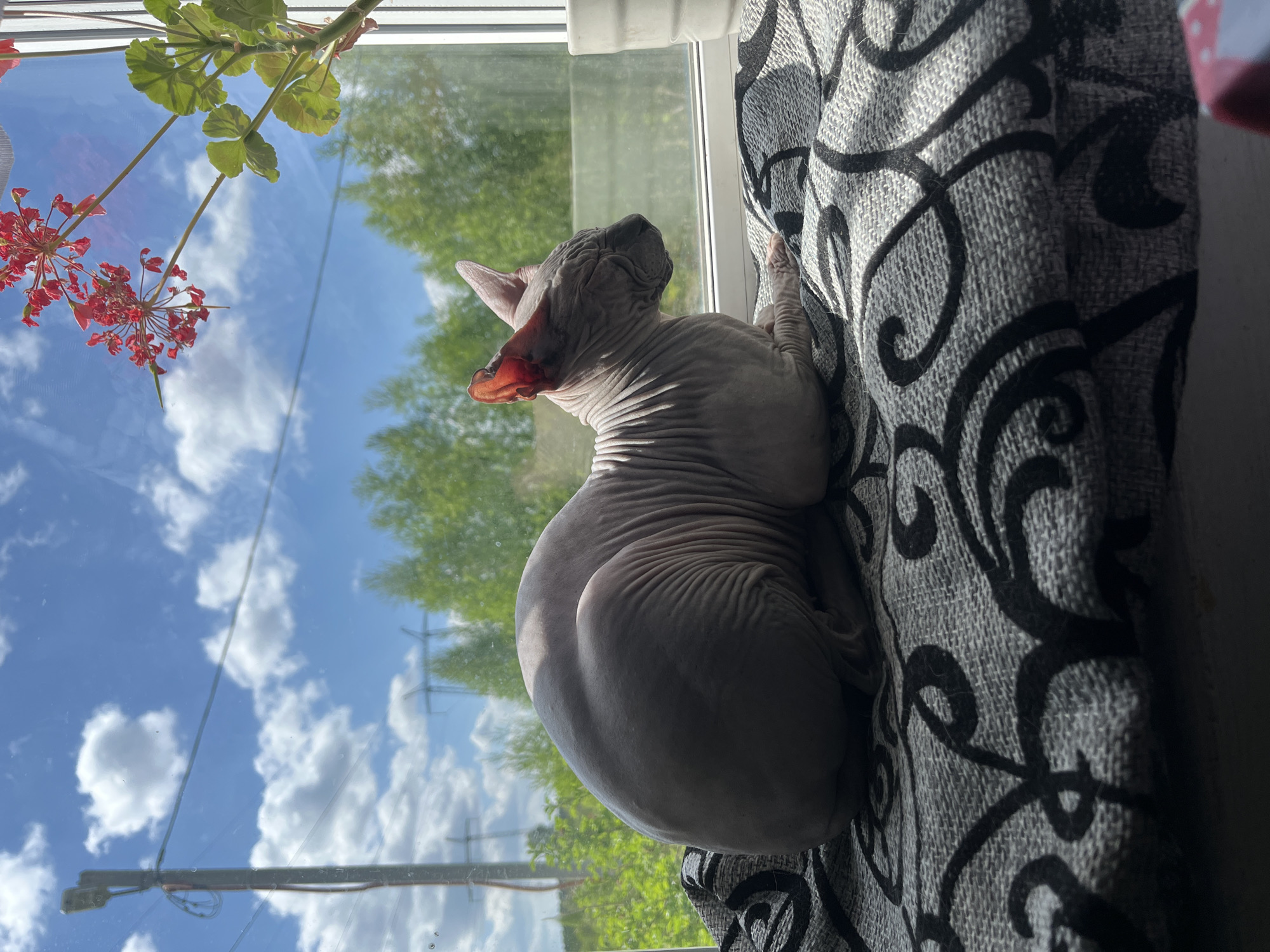 A Sphynx cat is resting on a gray patterned fabric near a window. The cat is facing the window and appears to be looking outside. The window reflects a blue sky with white clouds and green trees. A plant with red flowers and green leaves is visible in the corner of the window. The location is Nizhny Tagil, Russia.