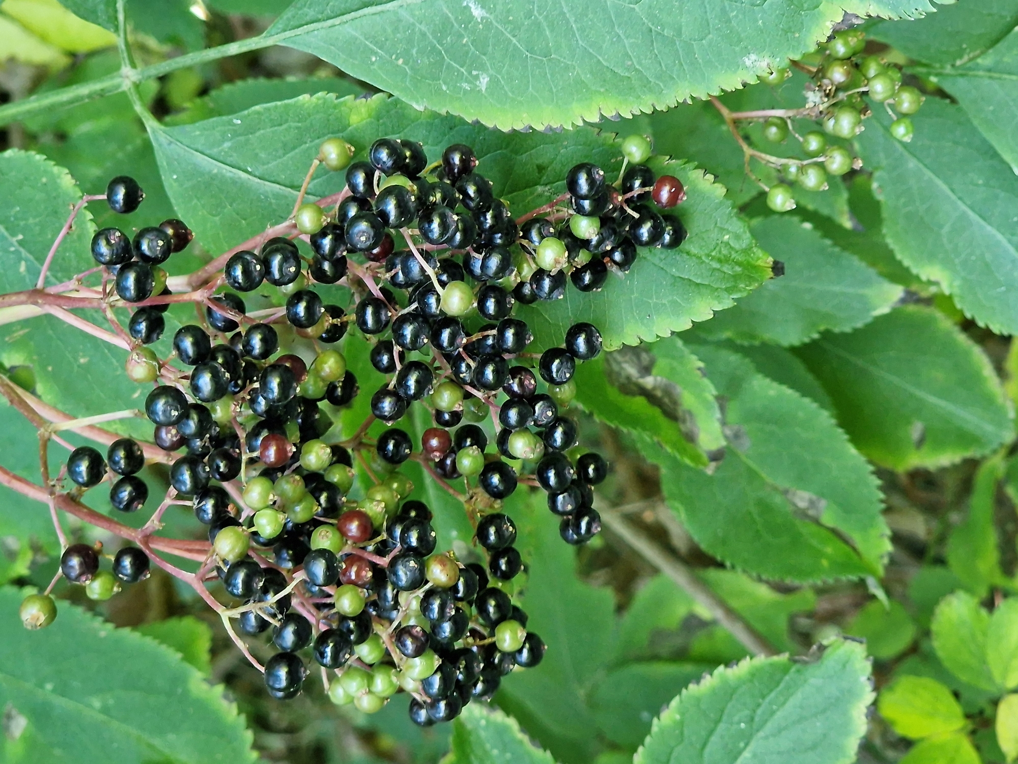 A close-up, eye-level shot captures a cluster of dark, ripe elderberries hanging from a plant amidst lush green foliage. Some of the berries are glossy black, while others are still in various stages of ripening, appearing green or a deep red. The berries are clustered on thin, reddish-brown stems that branch out from a central stalk. The background consists of out-of-focus green leaves, some of which have serrated edges. The lighting suggests it is daytime, with soft shadows indicating a diffused light source. The image is devoid of any human presence or activity, focusing solely on the natural elements of the plant and its fruit. The scene appears to be in an outdoor setting, possibly a garden or woodland area. There is no visible indication of its specific location within Canterbury, United Kingdom.