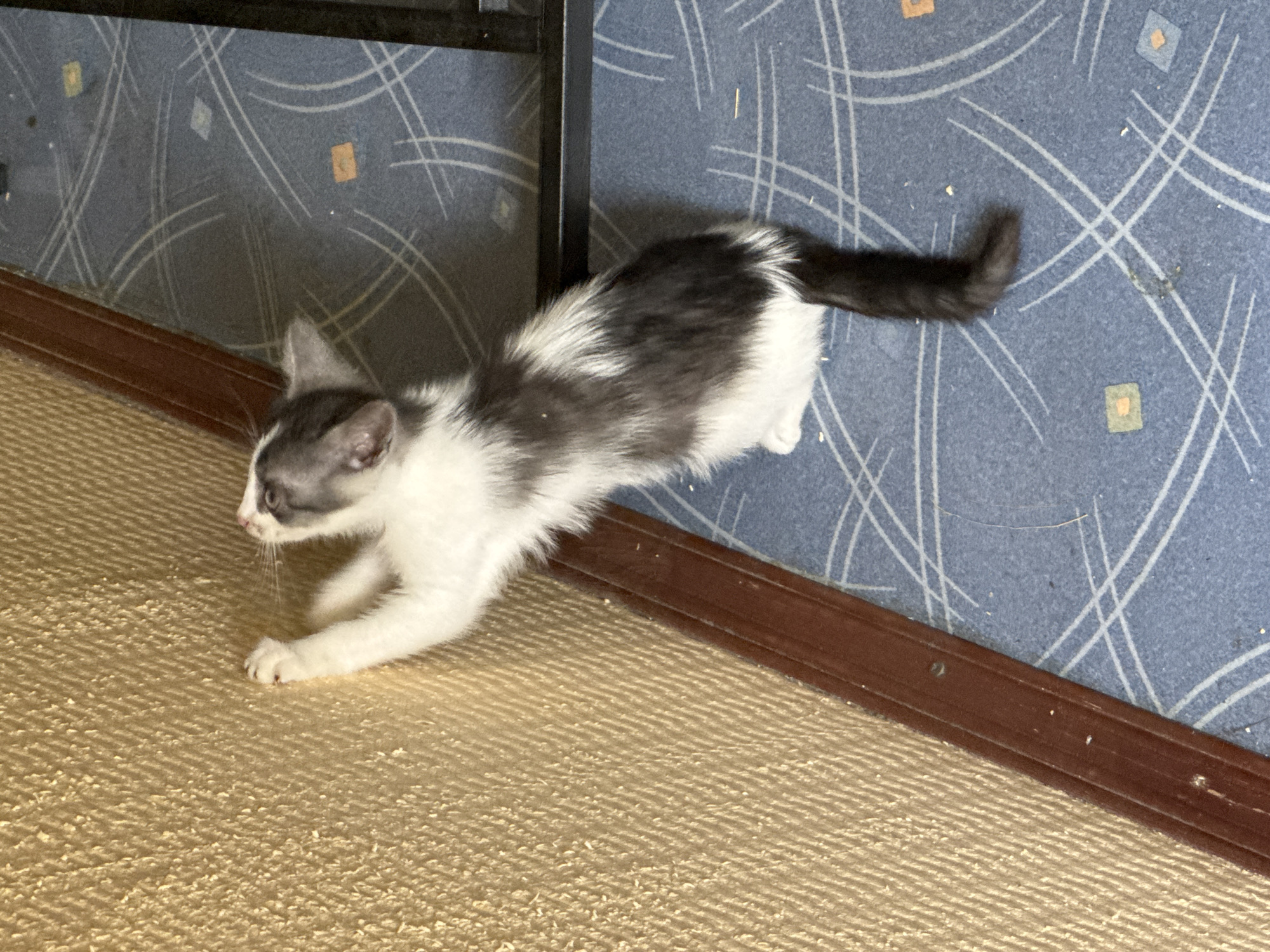 A black and white kitten is scratching at a textured, golden-yellow wall. The kitten is standing on its hind legs, its front paws extended upwards against the wall. It has white fur on its chest, belly, and paws, with black and gray markings on its head, back, and tail. The kitten's tail is long and bushy. The wall appears to be covered in a woven material. To the right of the wall, there is a brown wooden trim at the bottom of the wall. The floor is covered in a blue carpet with a white curved line pattern and small orange squares. A dark metal object is visible in the upper right corner of the image, casting a shadow on the carpet. There are small specks of debris scattered on the carpet. The scene is indoors, likely in a residential setting.