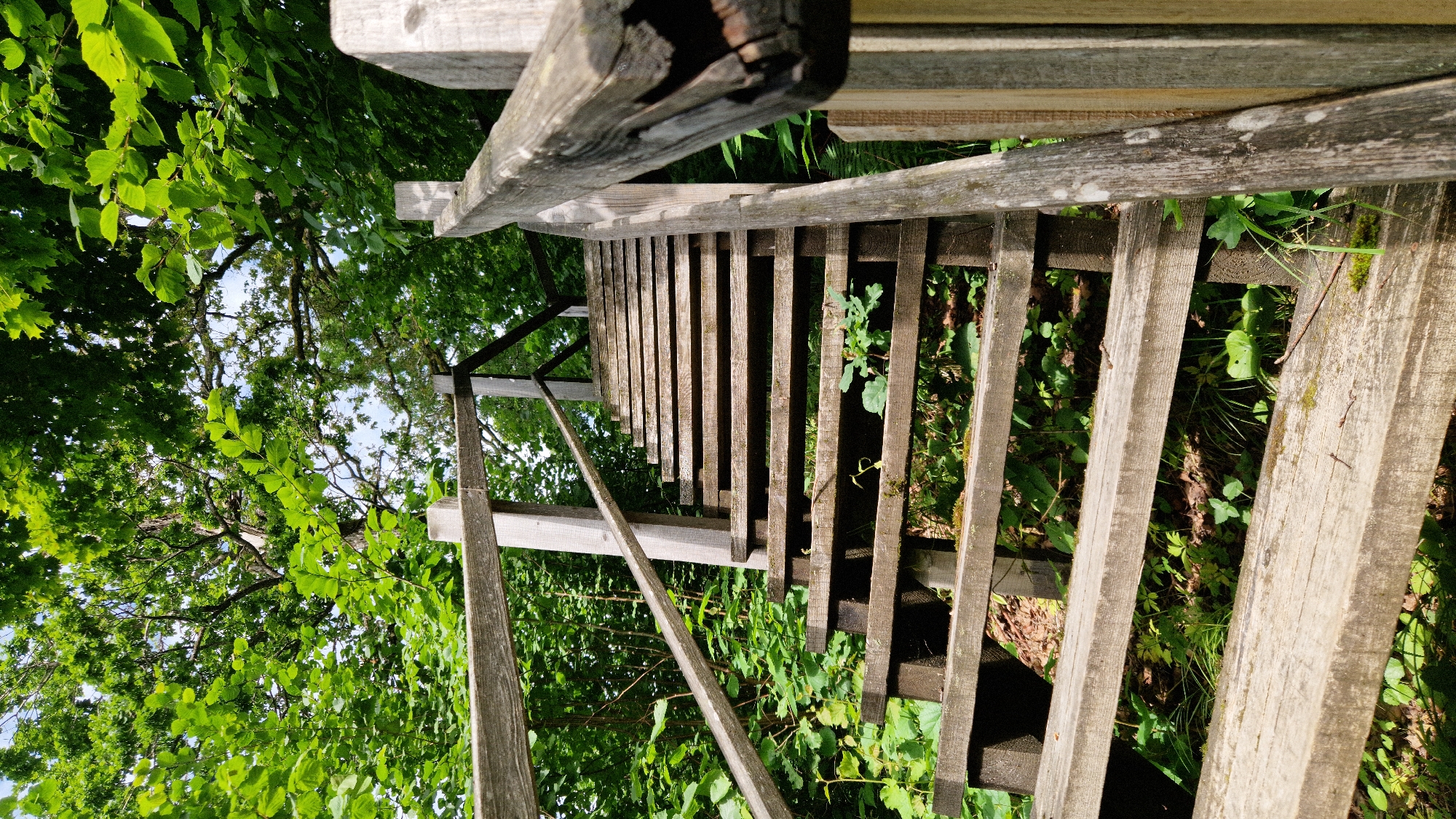 An outdoor, low-angle, vertical, medium shot captures a weathered wooden staircase ascending through lush green foliage. The wooden steps, showing signs of age and wear, are constructed with thick planks. A wooden railing runs along the right side of the stairs, also appearing aged and slightly splintered. The steps are interspersed with vibrant green leaves and plants, suggesting a natural, possibly forested, environment. The sky is visible through the canopy of leaves at the top of the frame, appearing bright and possibly overcast. The scene evokes a sense of a secluded, natural pathway. The location is specified as a staircase in Embūte, Latvia. There are no people or animals visible in the frame. The lighting is natural, with shadows cast on some of the steps, indicating it is daytime.