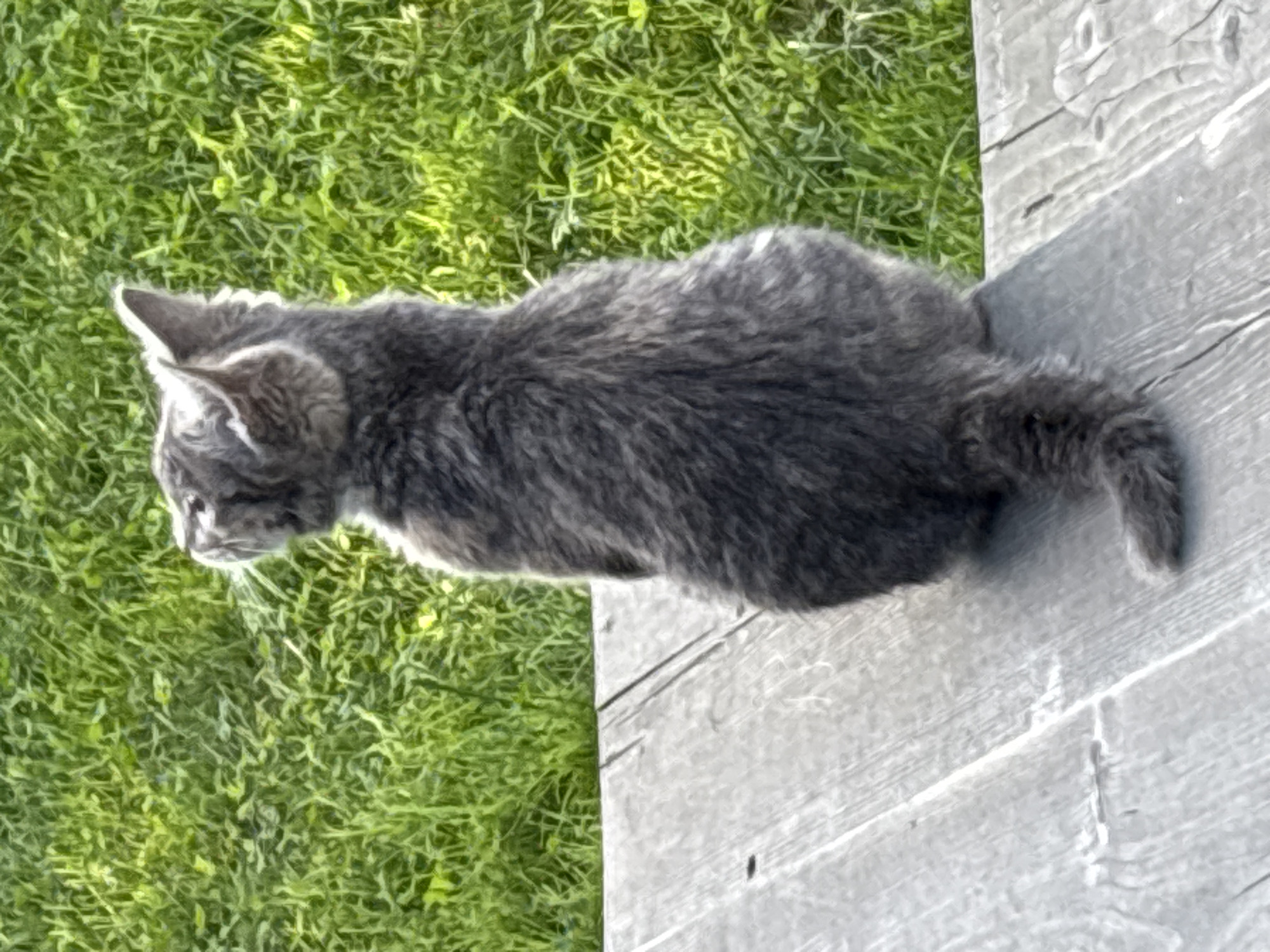 A grey kitten sits on a wooden surface, facing away from the camera and looking upwards. Behind the kitten is a patch of green grass, suggesting an outdoor setting. The wooden surface appears to be weathered or painted a light grey color. The image is an overhead shot of the kitten. The location is Zvenigorod, Russia.