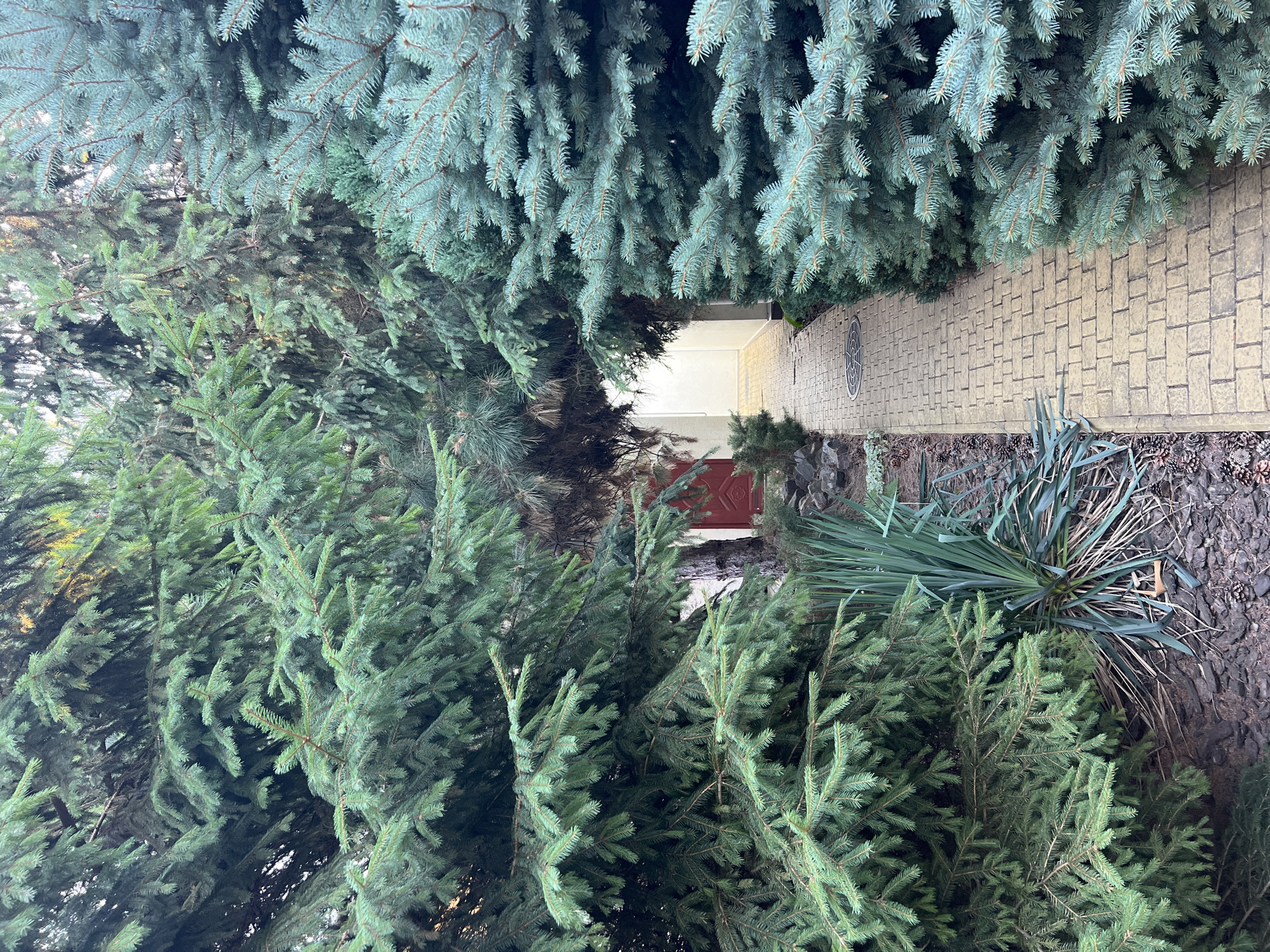 This image depicts a narrow, paved walkway made of yellow bricks that winds through a dense garden. On the right side of the walkway, a large blue spruce tree with needle-like branches dominates the foreground. On the left side, a mix of green pine trees and a spiky, yucca-like plant are visible. The path leads towards a red-colored door, partially obscured by foliage, suggesting an entrance to a building. The setting appears to be a residential area or a park in Fontanka, Ukraine, characterized by lush greenery and a well-maintained pathway. The lighting suggests it is daytime, possibly late afternoon given the shadows.