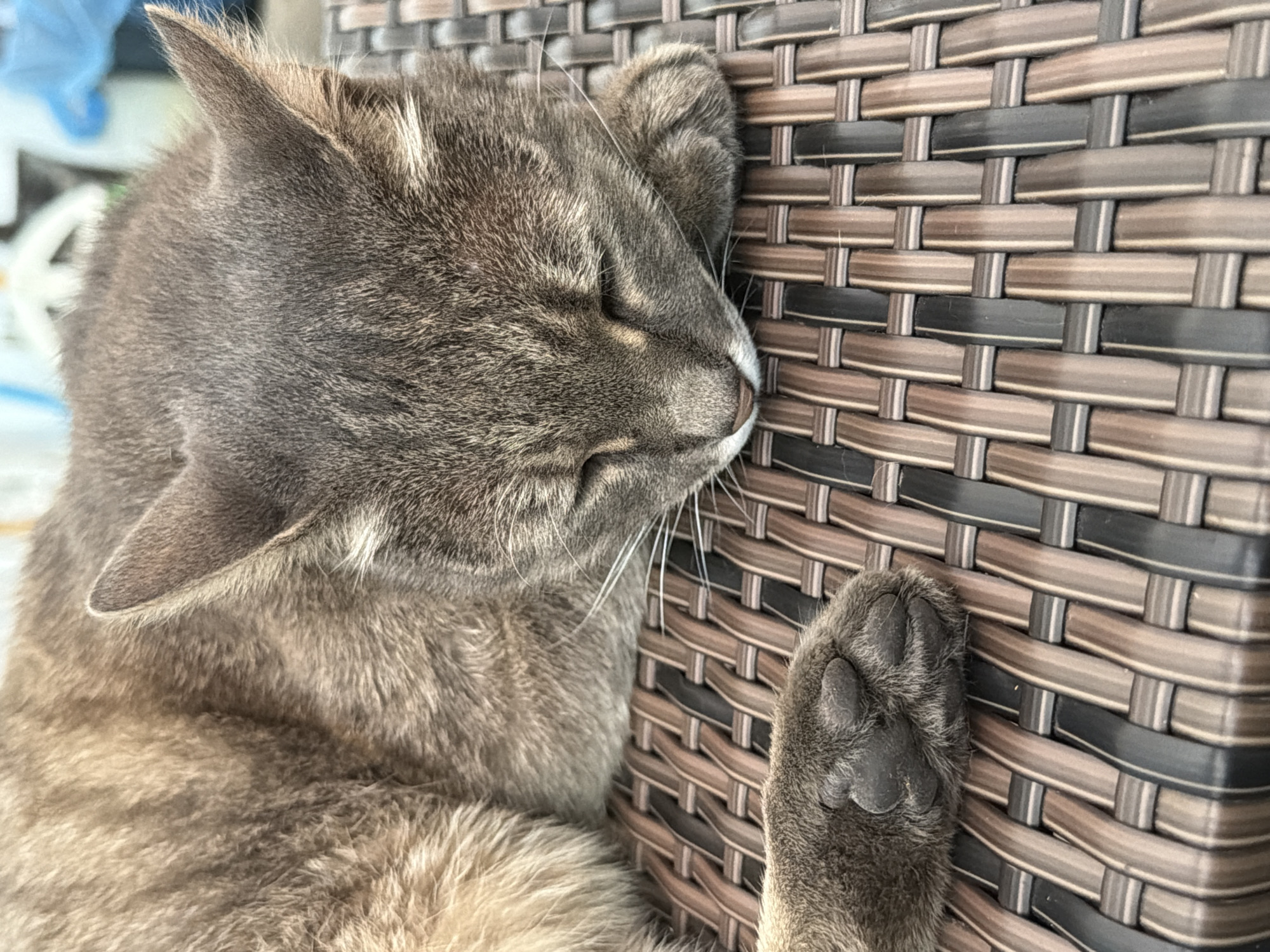 A gray tabby cat is sleeping on a brown and black woven surface. The cat is curled up, with its head resting on its paws. Its eyes are closed, and its fur is short and soft. The woven surface appears to be made of plastic or wicker and is part of outdoor furniture, possibly on a balcony or patio. The background is blurred and shows hints of outdoor elements, including what might be plants or other furniture. The image is a close-up shot, focusing primarily on the cat and its immediate surroundings. There is no indication of the specific location within Prosena, Bulgaria, or any people present.