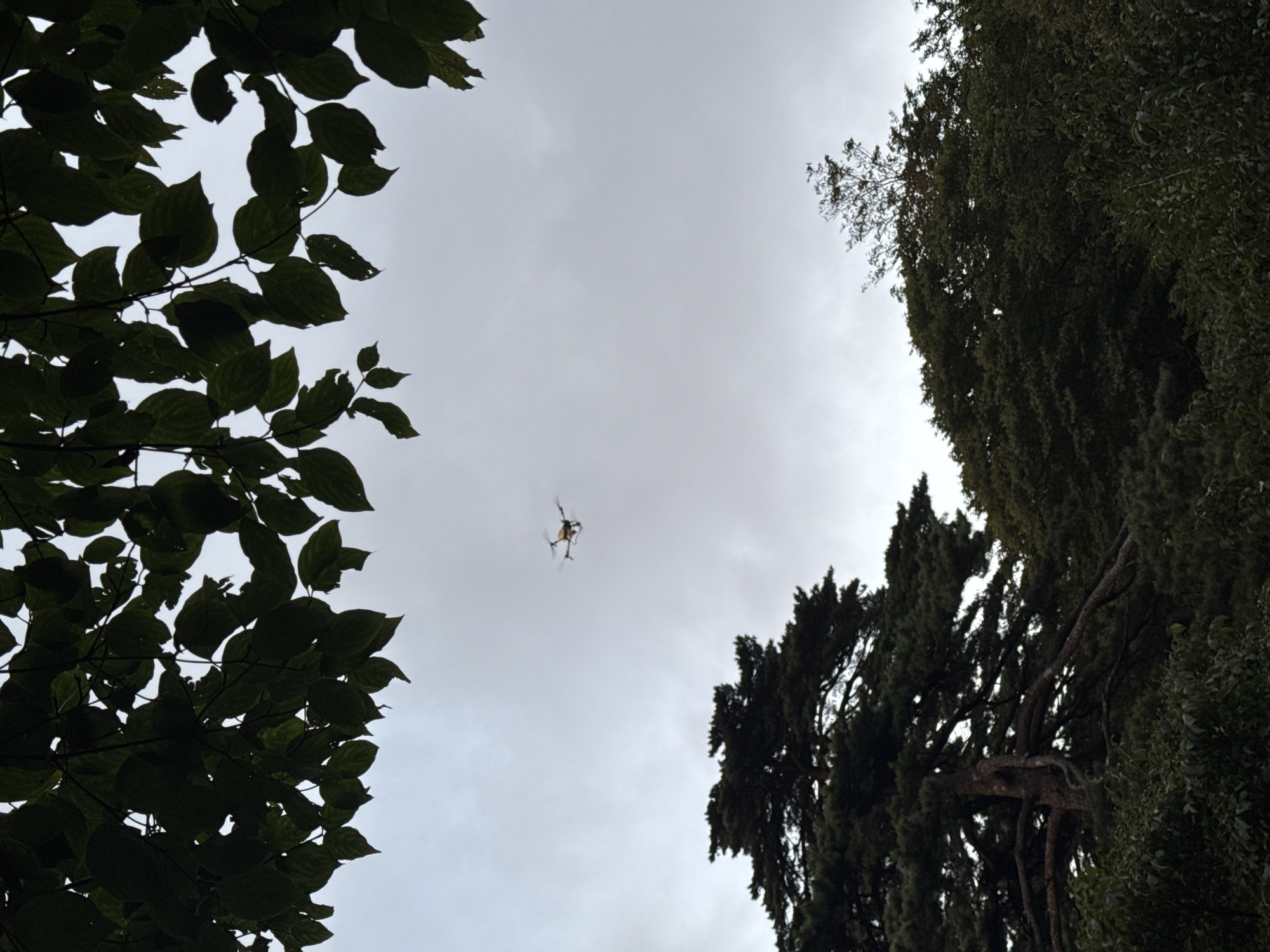 An overhead shot shows a drone flying in a cloudy sky. The drone, orange and white, is in the upper center of the frame. Below the drone, the tops of dense green trees are visible, with a large pine tree on the left. Dark green leaves from an overhead tree frame the top of the image. The scene is likely outdoors in a wooded area in Huangshan District, China.