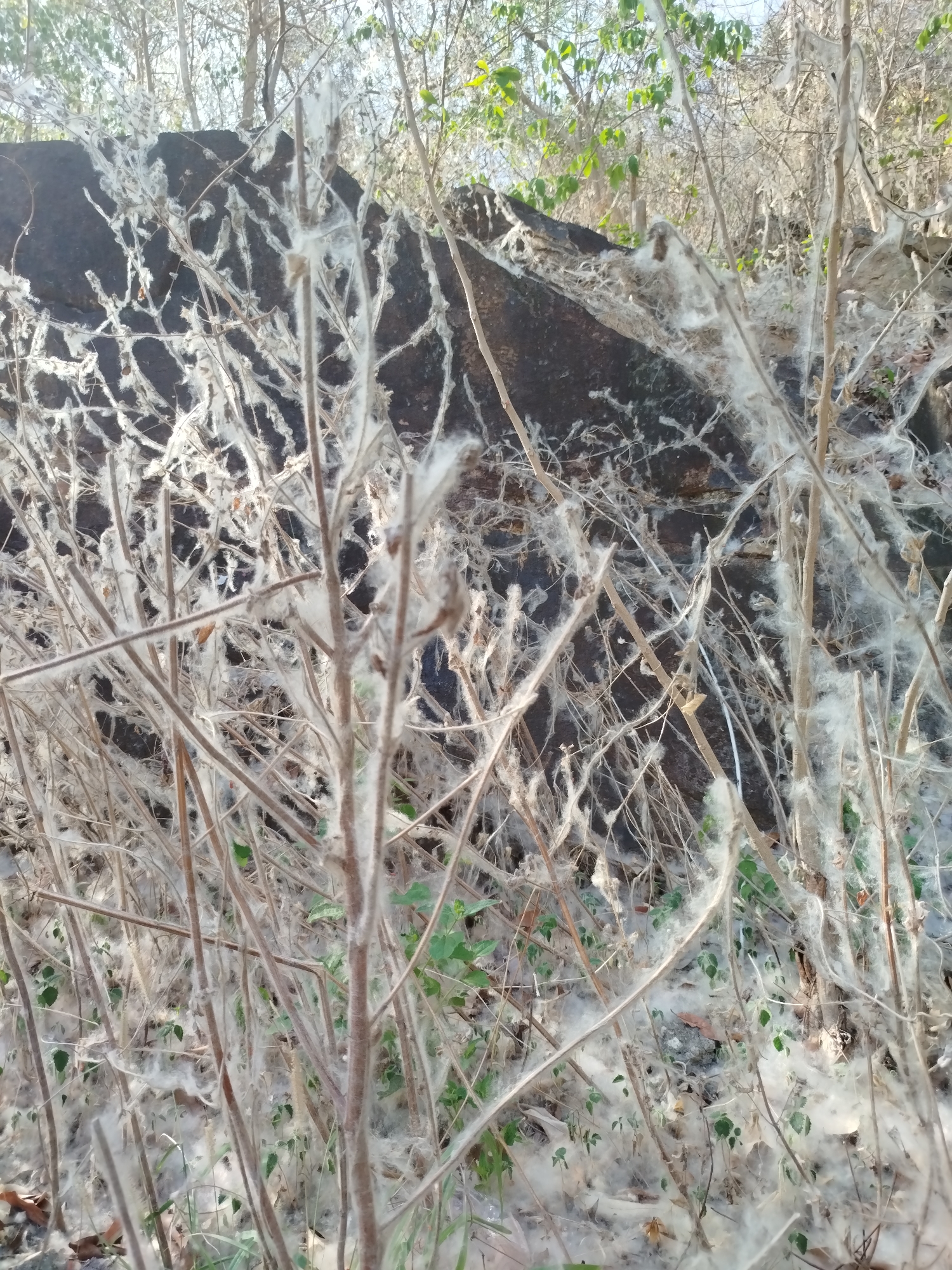 The image shows a dense thicket of thin, dry, brown-grey stems and branches covered in a white, cotton-like substance. The stems are interspersed with patches of green foliage. A dark, rough, possibly rocky surface forms a backdrop to the plants. The ground is similarly covered in the white substance and scattered leaves. The location, Ho Chi Minh City, Vietnam, is not discernable based on the image.