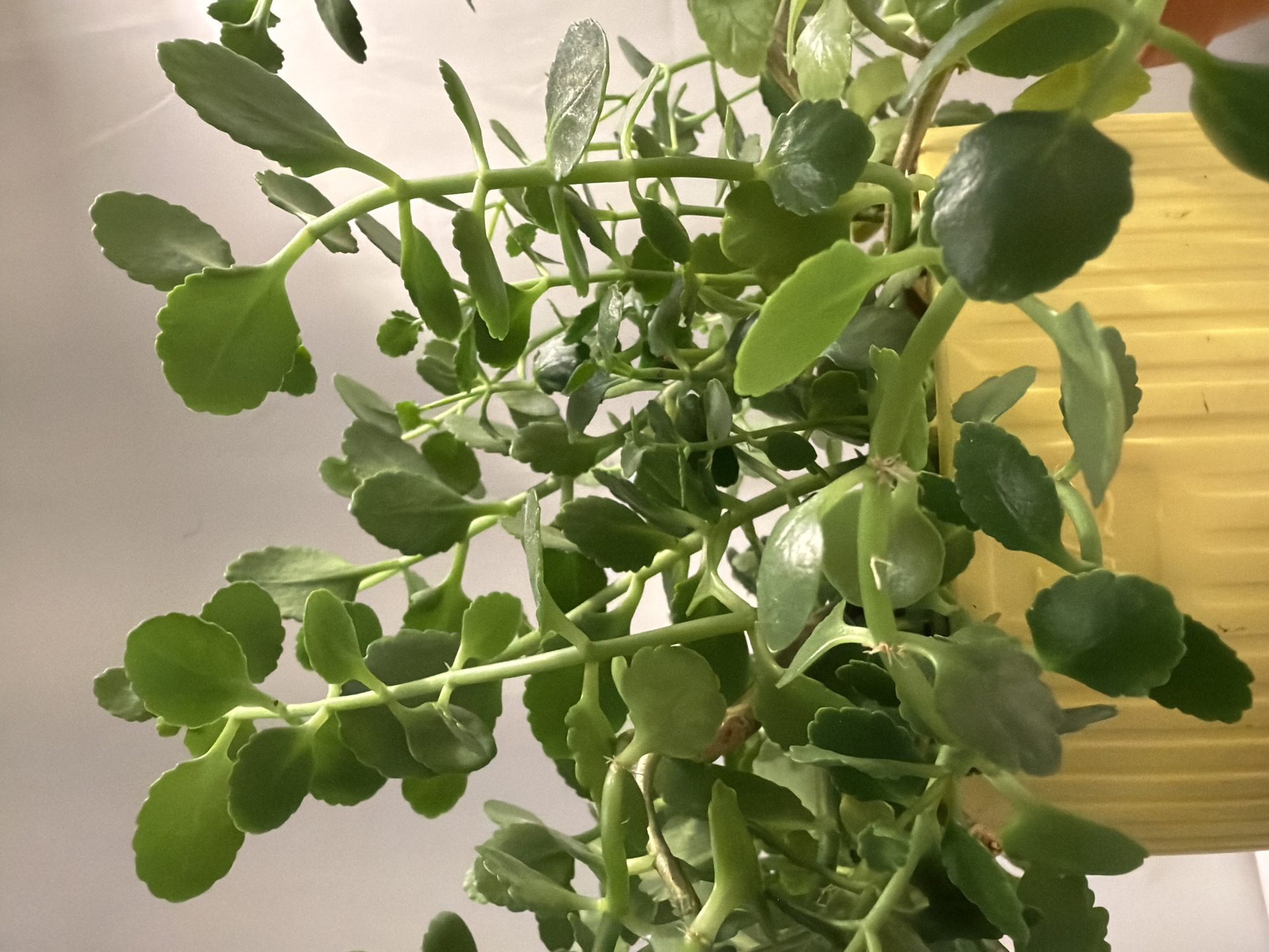 This is a close-up, indoor, eye-level shot of a Kalanchoe plant in a bright yellow, ribbed planter. The plant has thick, green, fleshy leaves with scalloped edges, growing on sturdy stems. The background is a plain, light-colored wall. There are no people or animals visible in the image. The scene depicts a healthy, well-lit houseplant. There is no information about the location being in Ильинское-Усово, Russia.