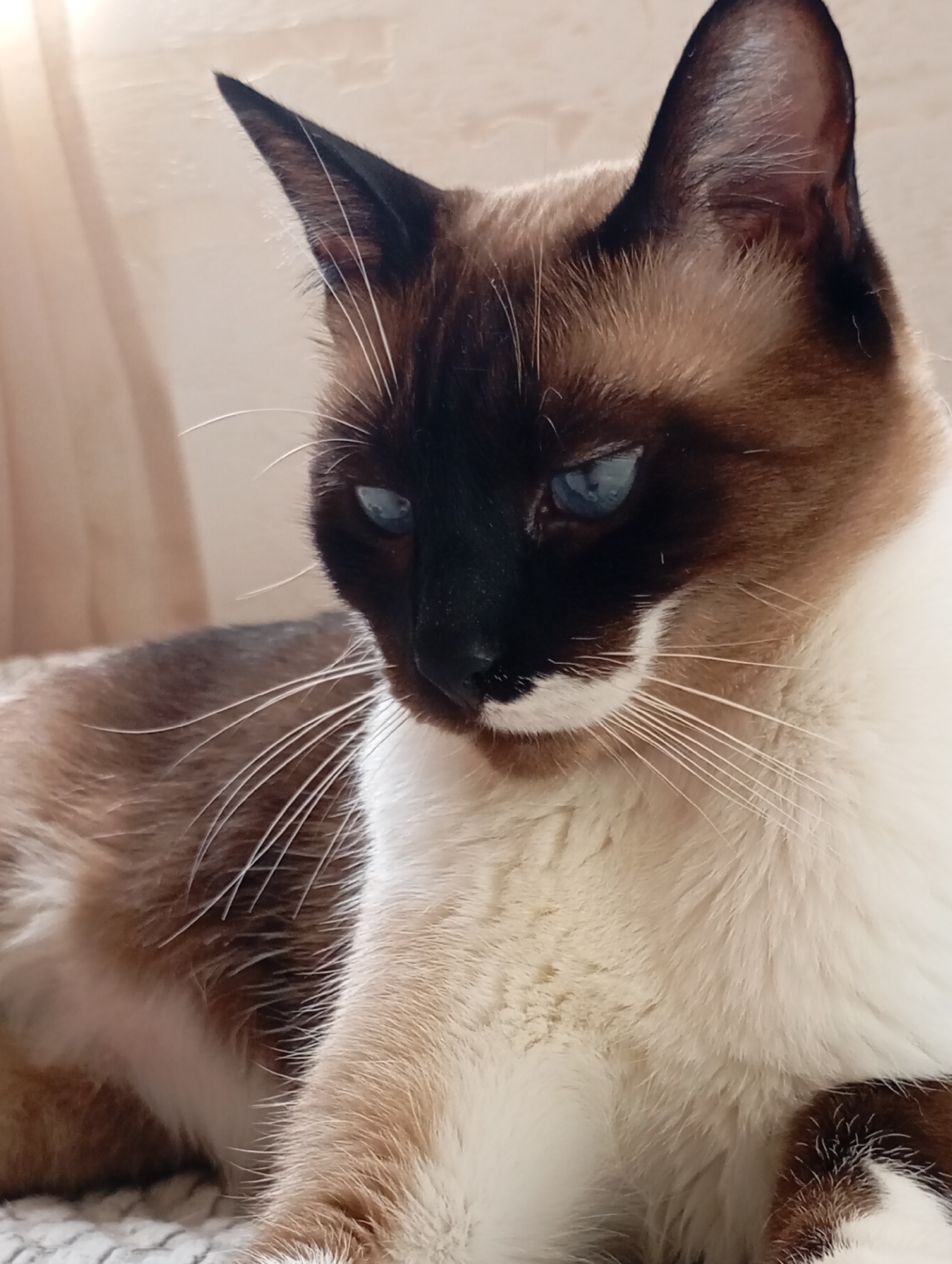 A close-up, eye-level, vertical shot features a Siamese cat with striking blue eyes and dark points on its face and ears. The cat is lying down on a textured surface, possibly a blanket or bed. The background consists of a soft, neutral-colored curtain, suggesting an indoor setting. The image does not provide any information about the city of Batumi, Georgia, or any specific location within it.
