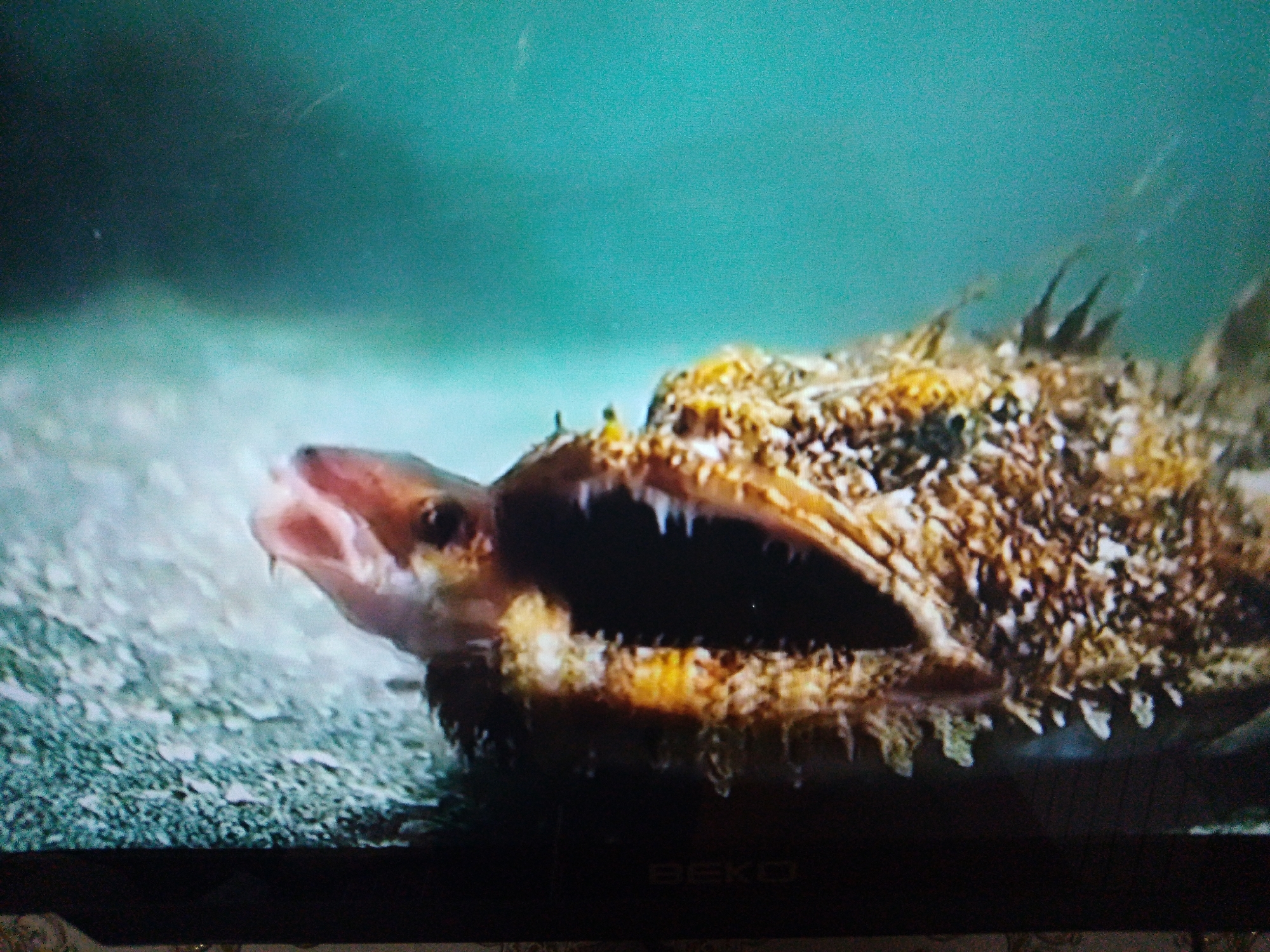 The image shows a close-up of a fish's head with its mouth open, revealing sharp teeth. The fish has a rough, textured skin in shades of brown and yellow. Its eye is visible on the left side of its head. The background is a blurry, teal-colored water with a sandy or pebbly bottom in the foreground. There are no people or any elements that would allow for the identification of a specific location within the city of Dushanbe, Tajikistan.