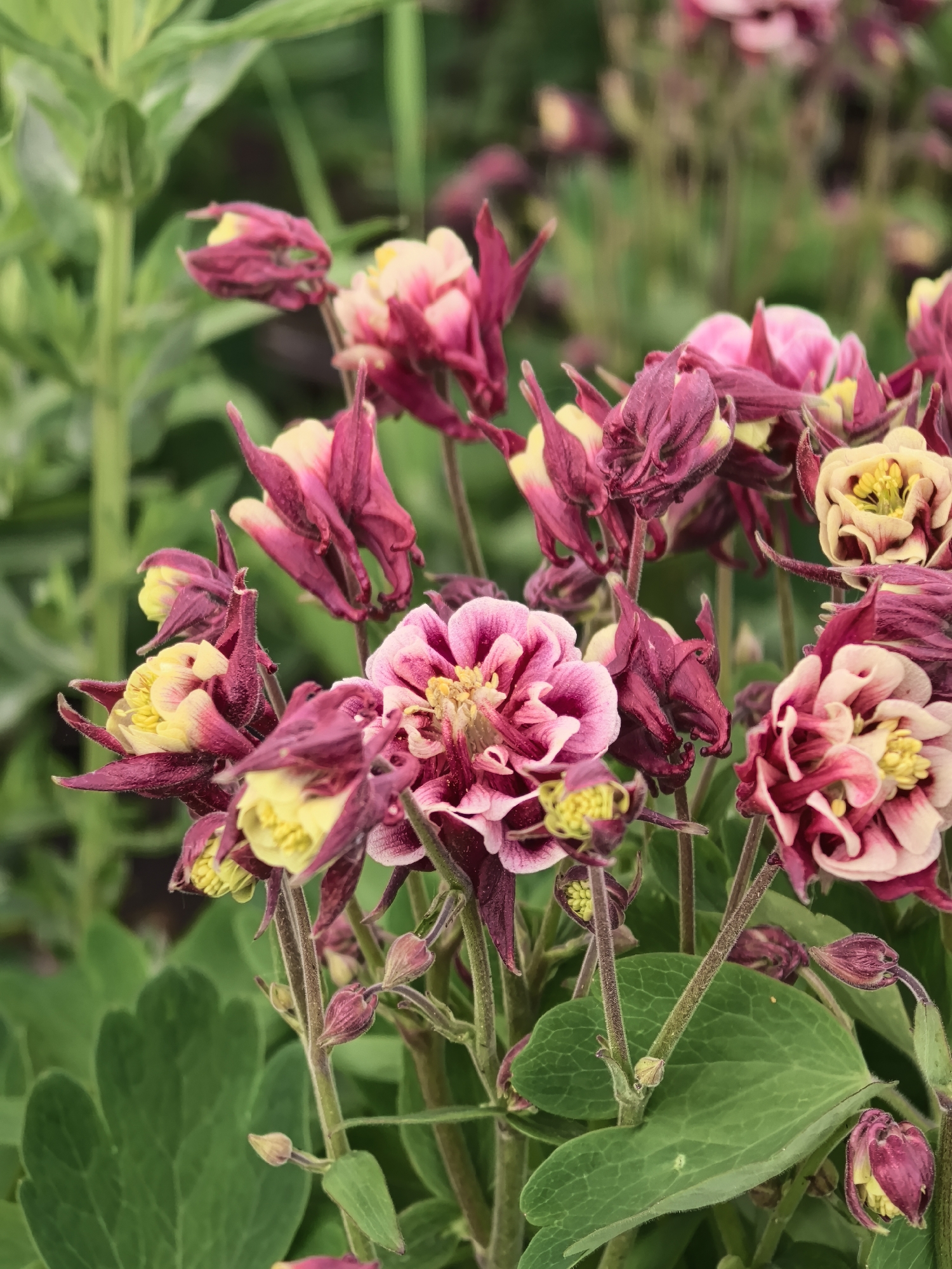The image shows a close-up view of a cluster of Aquilegia flowers, commonly known as Columbine, in what appears to be a natural or cultivated outdoor environment. The flowers display a color combination of dark burgundy and creamy white/yellow. The burgundy part forms the outer petals or spurs, while the white/yellow part is visible in the center of the flower. The foliage surrounding the flowers is green. The stalks are slender and textured. The image appears to have been taken in daylight, evidenced by the lighting and shadow details. The photo does not indicate a specific location in Perm, Russia, as it primarily focuses on the flowers and greenery.