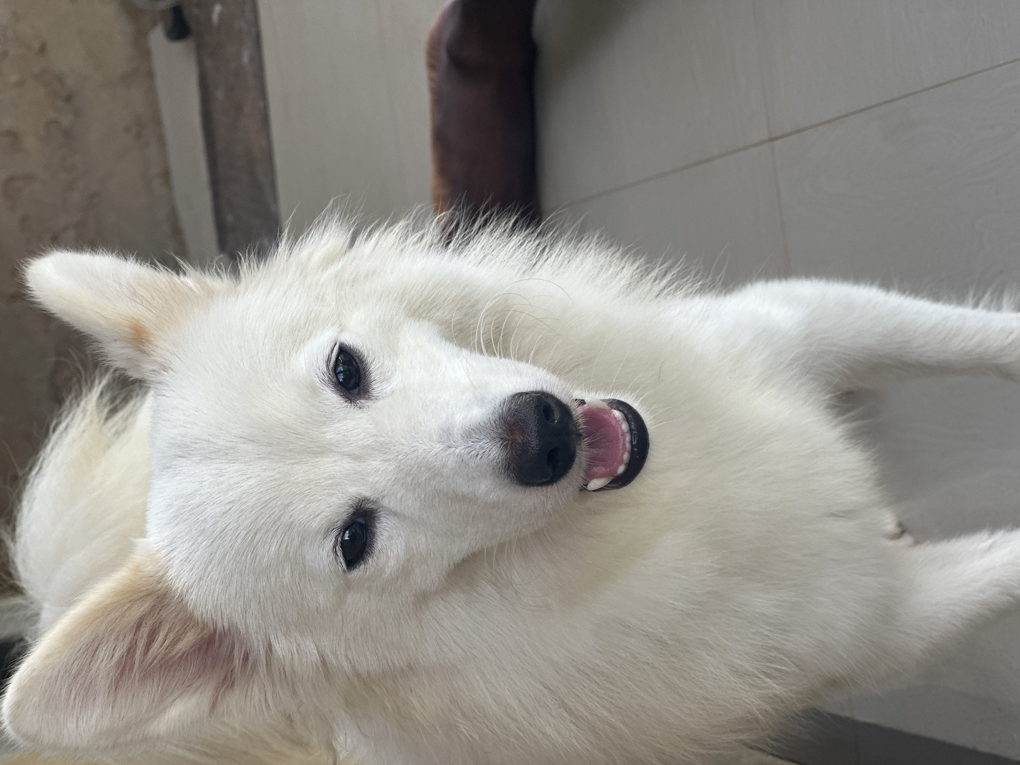 A white dog lies on a light-colored tiled floor. The dog is fluffy with erect ears and dark eyes. Its mouth is slightly open, revealing a pink tongue. A vertical dark object is visible in the background, near a light-colored vertical structure. The location is unknown and cannot be deduced from the image.