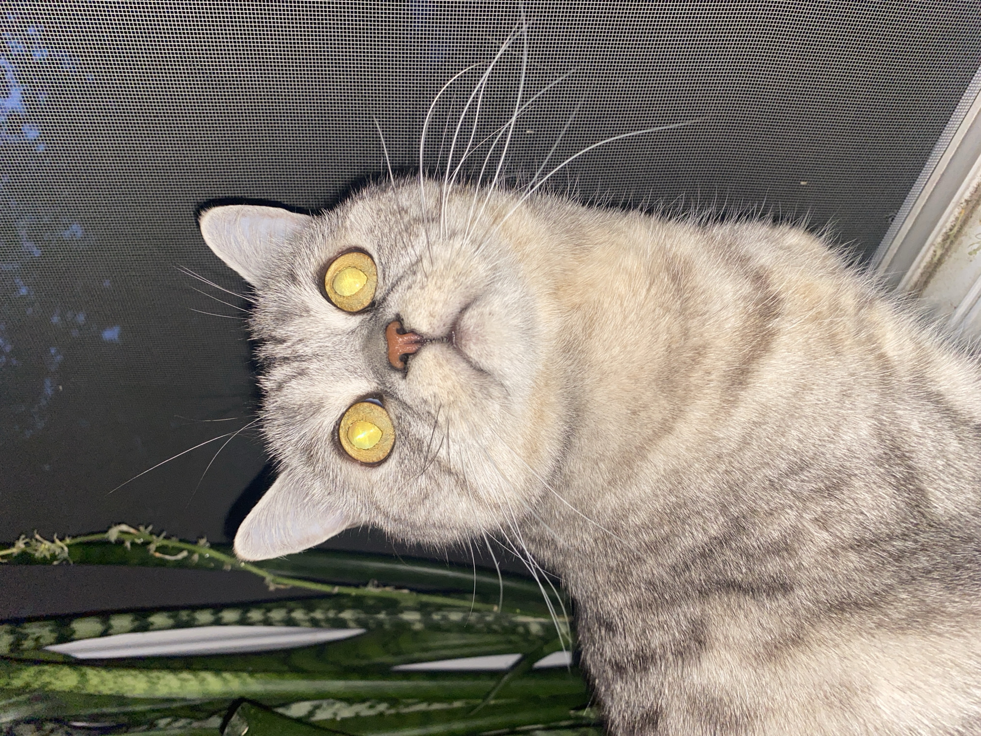 A medium-shot, low-angle, close-up image depicts a light grey tabby cat with distinctive yellow eyes, positioned near a plant with elongated, green leaves that appear to be a snake plant. The cat is partially upside down, with its head tilted to the left. The background features a dark screen, possibly a window screen, and a partially visible window frame. There is no verifiable evidence within the image to pinpoint the specific location as the city of Chaikovsky, Russia. There are no other subjects, actions or interactions discernible in the frame.