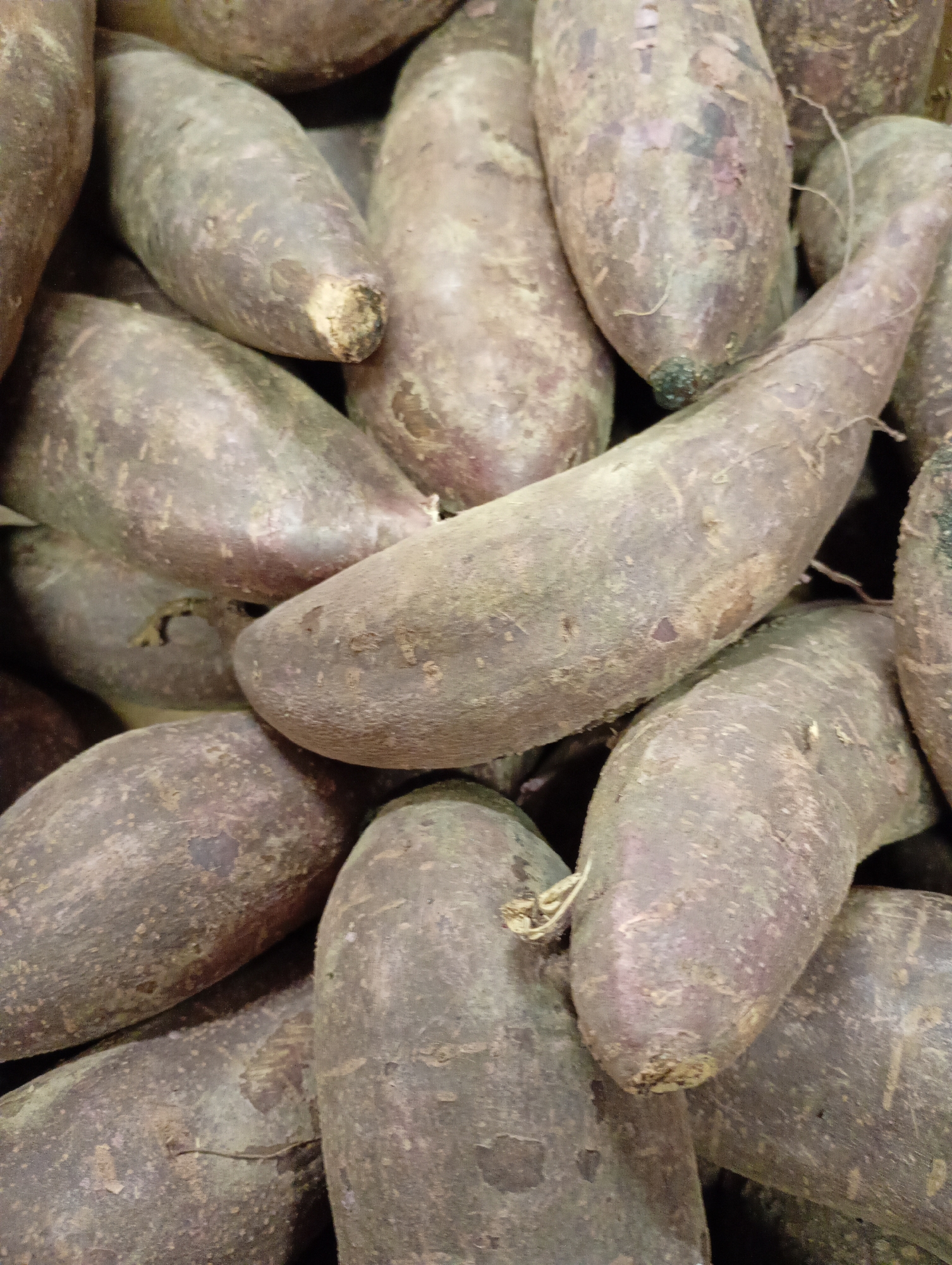 The image displays a dense pile of root vegetables, most likely sweet potatoes or yams, filling the entire frame. The vegetables are elongated and irregular in shape, with skins that are a mix of earthy brown, purplish-grey, and dull red hues. Their surfaces appear rough and textured, with some displaying small fibers, root tendrils, or dried bits of soil. Many of the vegetables show lighter patches where the skin might have been scuffed or peeled slightly, revealing a paler interior.
The vegetables are stacked closely together, indicating they are in a bin, crate, or market display. No people are visible, and there is no discernible activity taking place beyond the arrangement of the produce itself. The lighting is soft and consistent, highlighting the varied textures and subtle color differences across the collection of roots. There are no visible location cues or text within the image itself. The overall impression is a raw, unwashed harvest ready for sale or consumption. The location context for this media file is Kabile, Bulgaria.