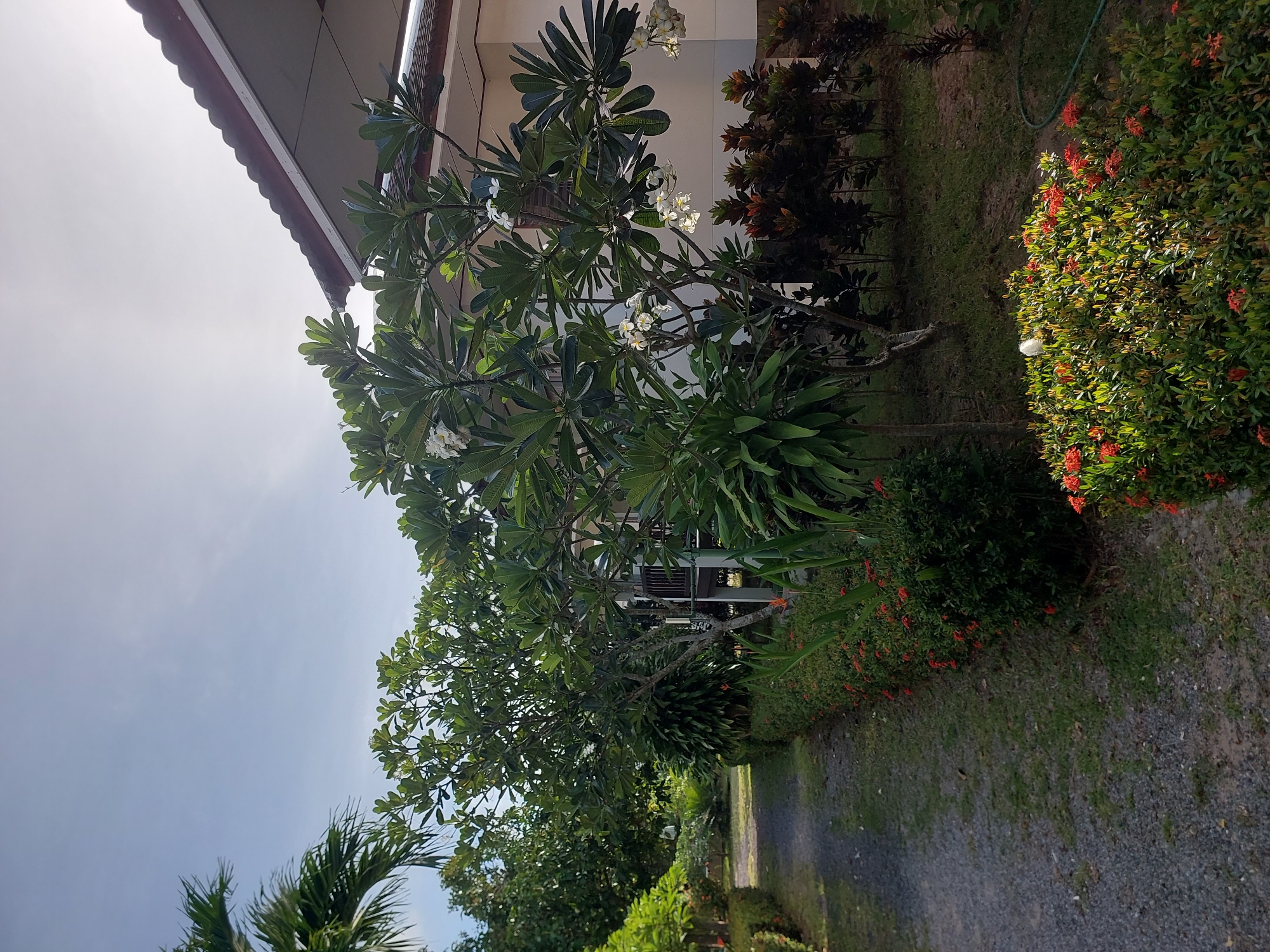 This is a photograph taken outdoors in Baan Mae Nam, Thailand, featuring a pathway on the left side of the frame leading into a lush green garden. The path is composed of gray gravel and is bordered by manicured hedges with small red flowers. To the right of the path, a white building with a brown tiled roof is partially visible. Several trees and plants are in the foreground and mid-ground. A prominent tree with large green leaves and white flowers stands in the center-right of the image. The sky is a clear, light blue with bright sunlight casting shadows and illuminating the foliage. The overall scene suggests a well-maintained garden area adjacent to a building, likely a resort or residential property in a tropical setting.