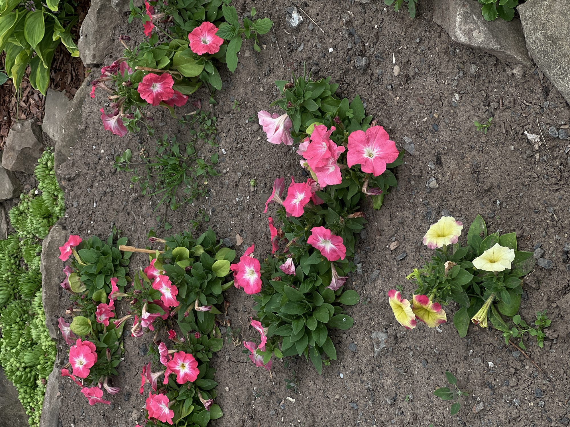 The image depicts a garden bed with several blooming petunias and other foliage. The petunias are predominantly pink and some have white centers. There are also some yellow and pink variegated petunias. The ground is covered in dark soil with small stones and pebbles. In the background, there are large rocks and green succulent plants, as well as some hosta leaves. The scene appears to be an outdoor garden, possibly in the city of Alnash, Russia, given the context. There are no people or animals visible in the image. The lighting suggests it is daytime.