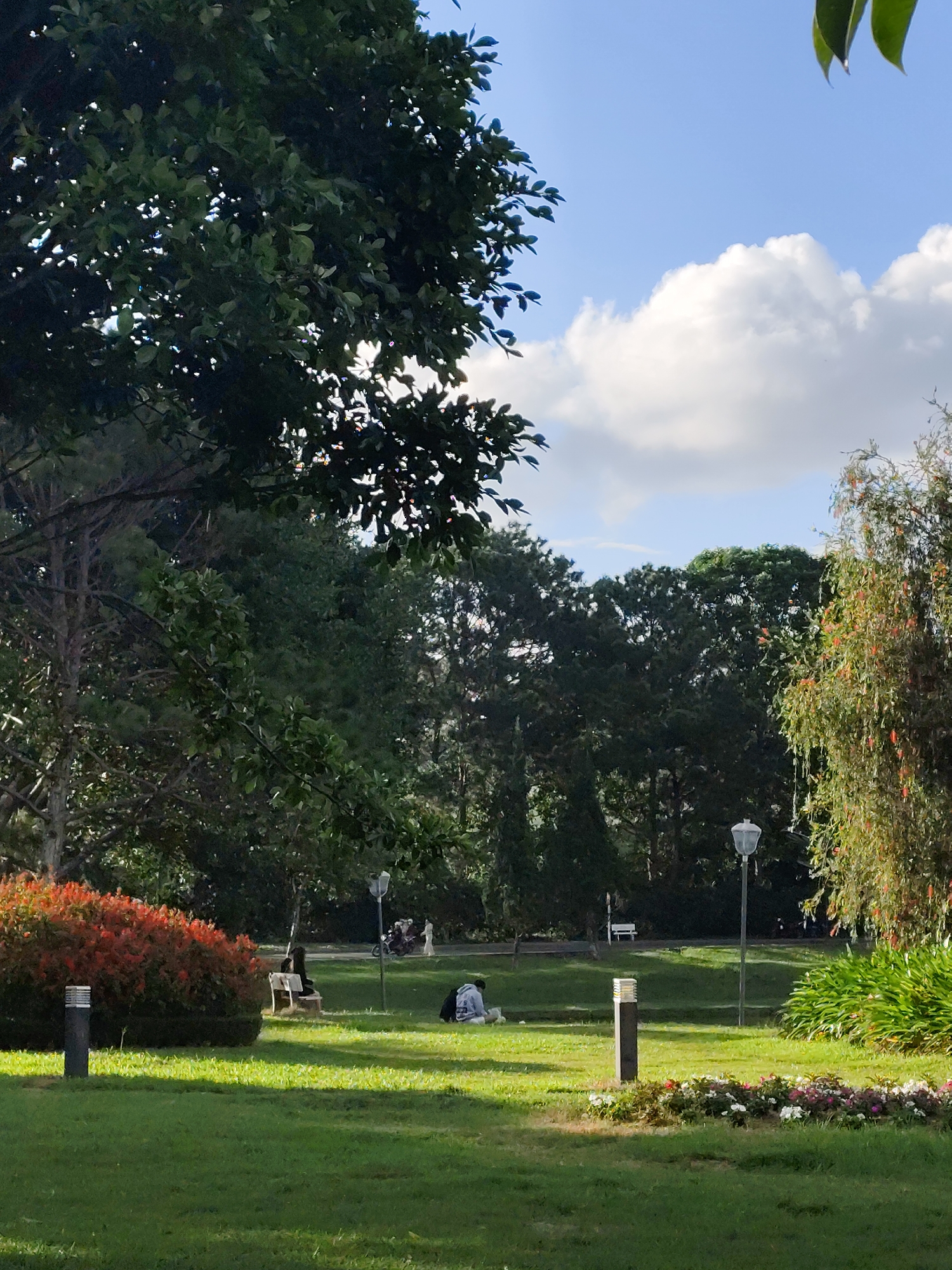 This is a daytime photograph taken in a park in Xuân Hương Lake, Đà Lạt, Vietnam. The scene is characterized by lush green grass and a variety of trees. In the foreground, a well-maintained lawn is visible with a low-lying flower bed containing white, pink, and red flowers towards the right. Two modern, cylindrical outdoor lights are placed in the grass, one near a prominent red-leaved bush on the left and another closer to the center.
In the middle ground, several individuals are present. On the left, two people are seated on a white park bench. Further to the right, another person is sitting on the grass, leaning against a backpack. In the distance, on a paved path, a group of people are gathered near a motorcycle, with one person standing. Another white park bench is visible further down the path.
The background is dominated by a dense arrangement of trees, with a variety of green foliage. To the right, a tree with delicate, reddish-orange seed pods or flowers adds a touch of color. The sky above is a bright blue with scattered white, puffy clouds, indicating fair weather. The overall impression is one of a serene and well-kept public park, likely a popular spot for relaxation and recreation.
