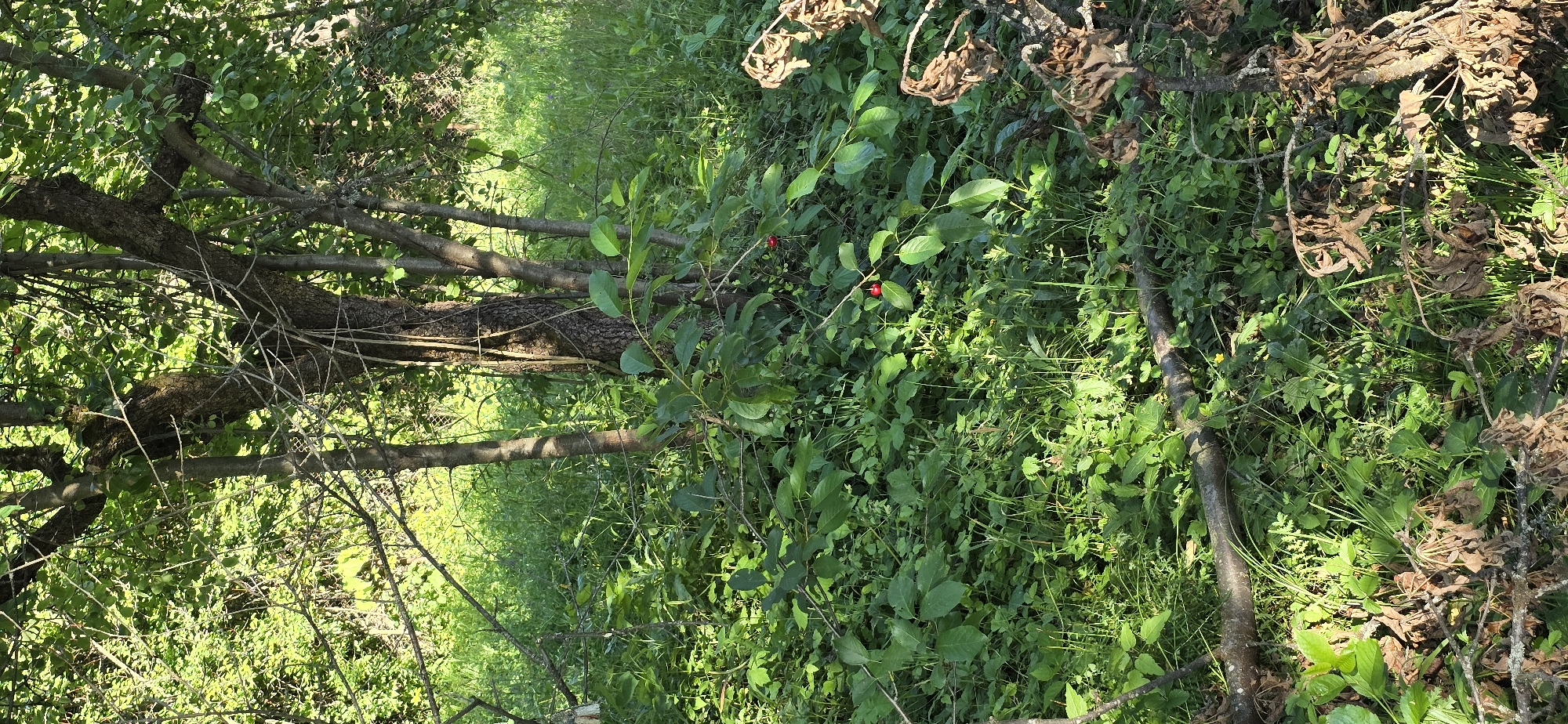 The image depicts an overgrown area with a cluster of trees in the foreground, surrounded by lush green vegetation and grasses. Several branches, some appearing dead and brown, lie on the ground and amidst the plants. There are two small red berries visible on a leafy branch towards the center-right of the image. The background suggests a natural, uncultivated environment, possibly a park or a wooded area. There are no people or animals visible in the image. The setting is consistent with an outdoor location in Vratsa, Bulgaria, a city known for its natural beauty and surrounding parkland.