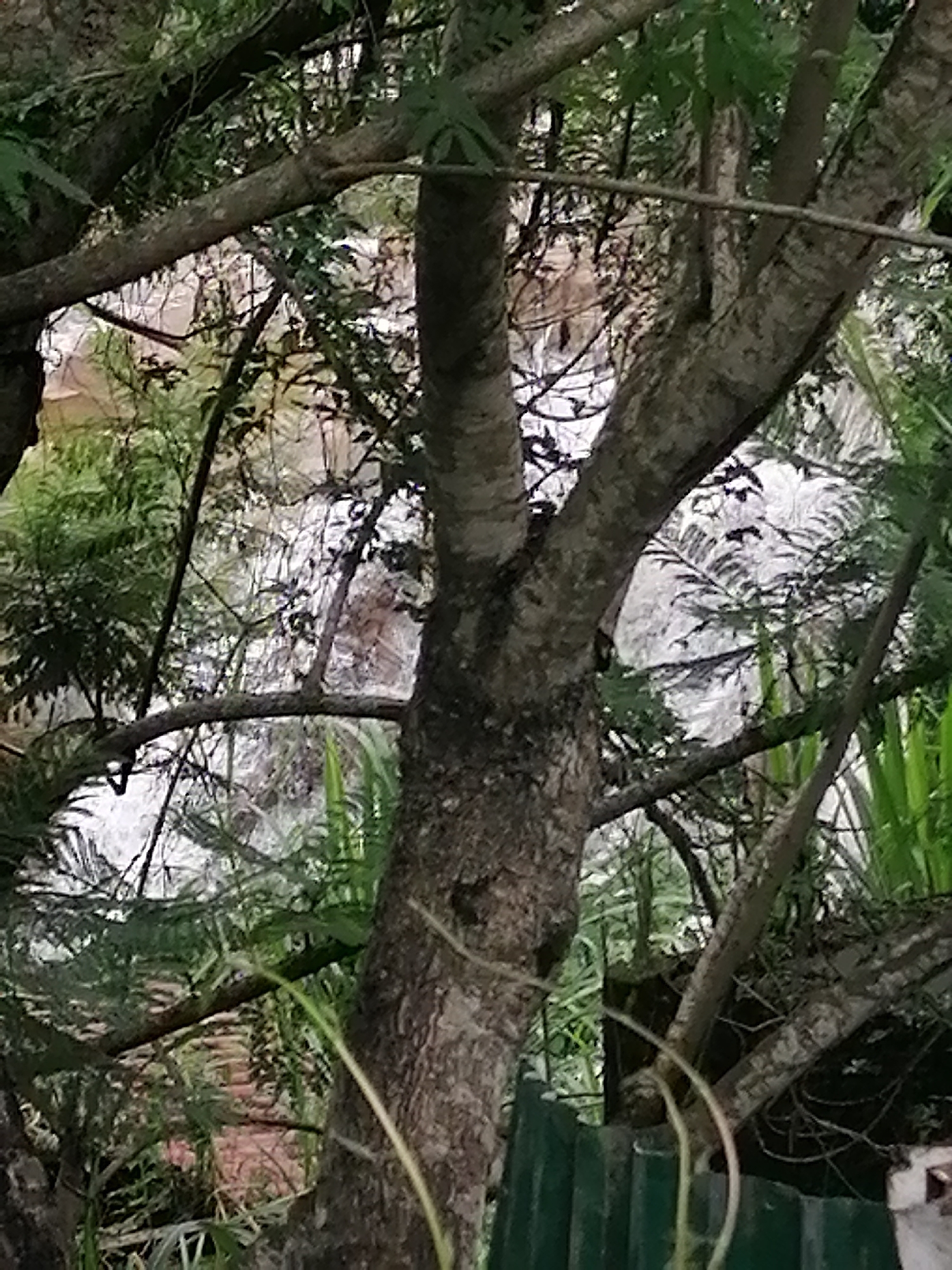 The image captures a natural scene dominated by lush foliage, with trees in the foreground and midground framing a view of flowing water. Thick, textured tree trunks and branches, adorned with green leaves, crisscross the frame, creating a dense, almost enclosed perspective. Through the gaps in the foliage, a body of white, turbulent water is visible, suggesting a waterfall or rapids. The water appears foamy and bright, contrasting with the darker tones of the trees and surrounding greenery.
In the bottom right corner, a section of a dark green, corrugated fence or structure is partially visible, indicating a man-made element within the natural setting. Tall, green, blade-like plants are also present in the lower right and mid-right, adding to the dense vegetation.
The lighting suggests daytime, though the heavy tree cover casts much of the scene in shade, creating a soft, diffused light without harsh shadows. The overall impression is one of a verdant, natural landscape, likely a forest or woodland area, with a vibrant water feature. The setting, given the context of Cam Ly - Đà Lạt, Vietnam, points to the region's characteristic mountainous terrain and waterfalls. There is no visible human activity or text.