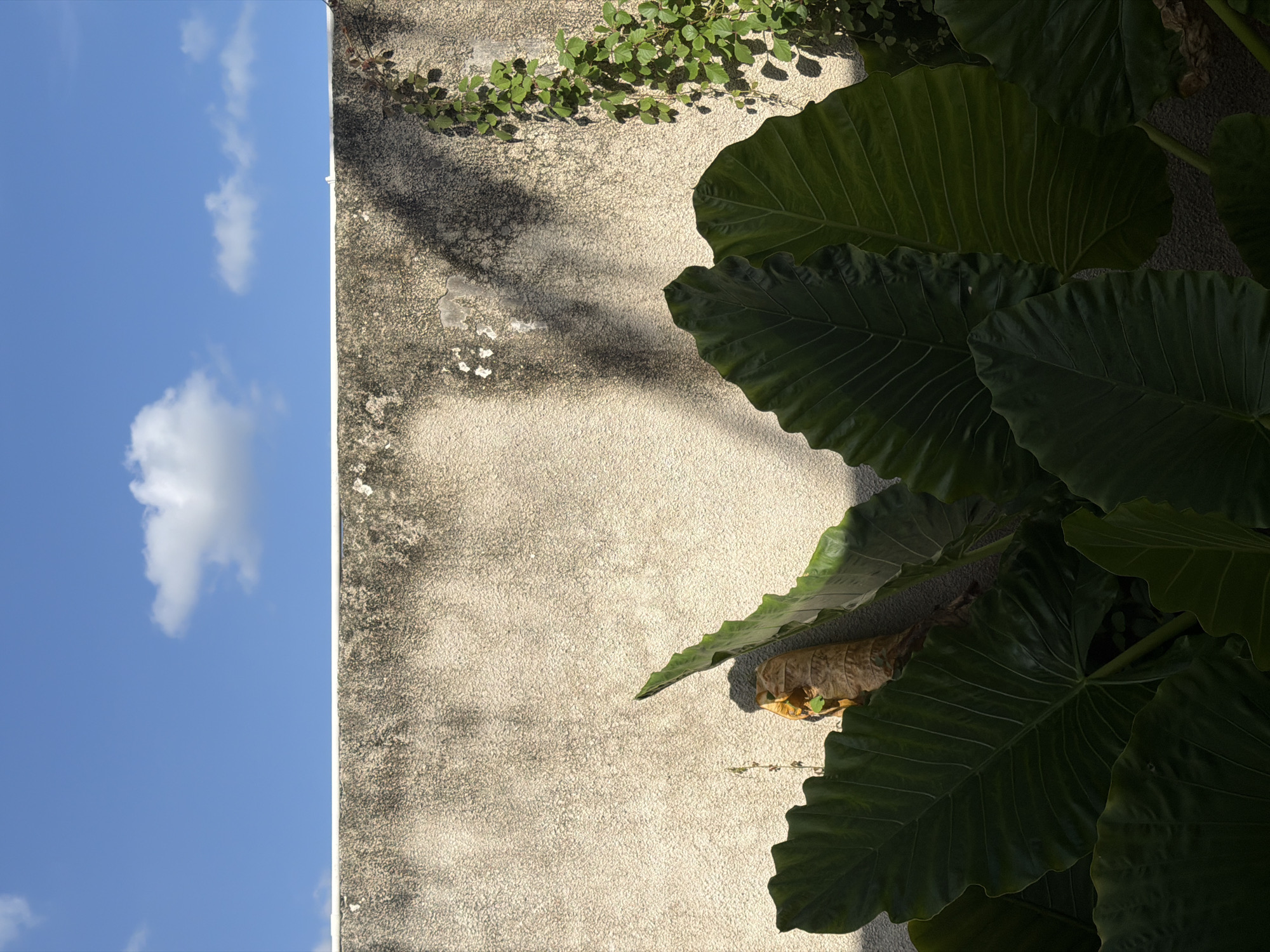 The image presents a juxtaposition of natural and built environments. On the left, a bright blue sky with scattered white clouds dominates, suggesting clear weather conditions. Adjacent to the sky is a textured beige wall, likely made of concrete or a similar material, showing signs of weathering. Green foliage, including both small vine-like plants clinging to the wall and large, broad-leaved plants obscuring part of the wall, contributes to the natural element. The leaves are a deep green and have prominent veins. The shadows cast on the wall indicate direct sunlight. Given the mention of Selemadeg Timur, Indonesia, the climate is expected to be tropical, which explains the lush vegetation. No people or animals are visible.