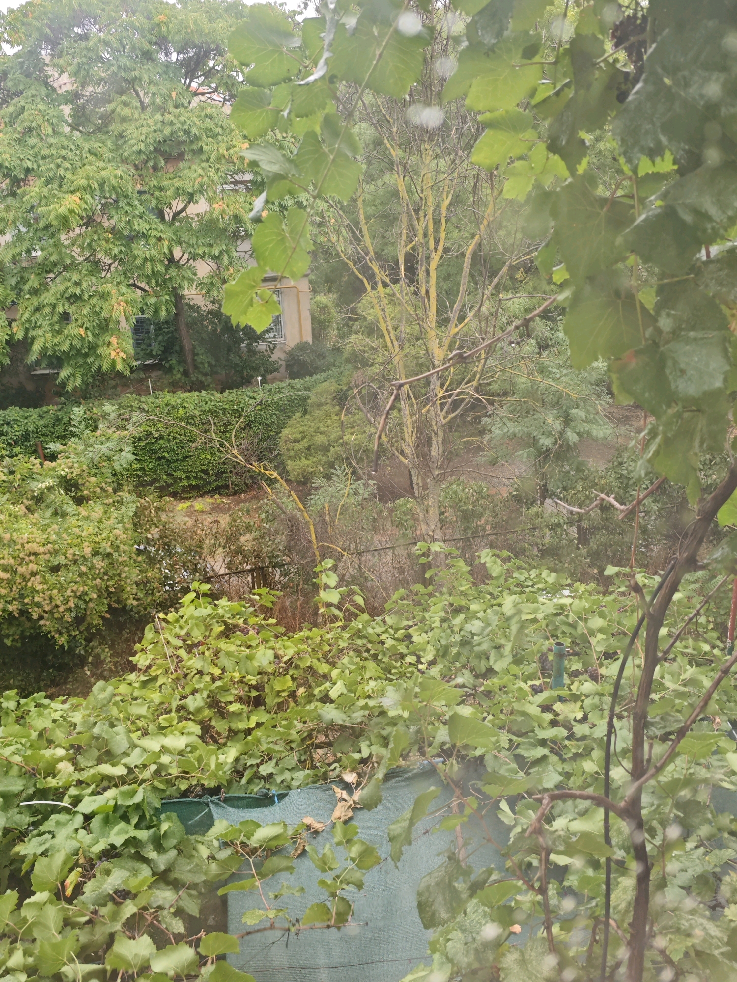 The image depicts an outdoor view, likely from a window, looking onto a courtyard or garden area. The scene is dominated by dense green foliage, with a variety of trees and bushes. In the foreground, leafy vines are prominent, with some appearing to be grapevines, as evidenced by their characteristic leaf shape and tendrils. These vines are draped over a large, green tarp-like material, which covers an unseen object or area below.
In the midground, there are more bushes and a tall, somewhat bare tree with yellowing branches, possibly indicating a specific season or condition. Beyond this, a hedge forms a distinct line, behind which a building is partially visible. The building appears to be a multi-story structure with windows and pale-colored walls, suggesting it is a residential or institutional building.
The overall impression is one of a somewhat overgrown and untamed garden, possibly in a state of neglect or natural growth. The presence of the building suggests an urban or suburban setting. The image appears to have been taken during overcast weather, or perhaps with raindrops on the viewing surface, as indicated by soft, out-of-focus circular lights.
No people are visible in the image. The scene is static, with no discernible actions or interactions taking place. The location is specified as Yevpatoriya, Ukraine, which places it within a city known for its resort areas and historical sites on the Crimean Peninsula. The natural elements in the image, such as the various types of vegetation, are consistent with the climate and flora found in this region.