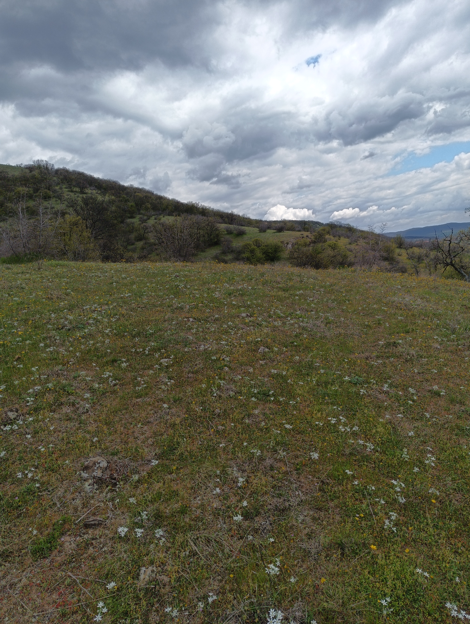 The image depicts a grassy field speckled with small white and yellow flowers, located in the city of Kosten, Bulgaria. In the background, a hill is covered with sparse trees and bushes, under a cloudy sky. Distant mountains are visible on the right. No people or actions are apparent.
