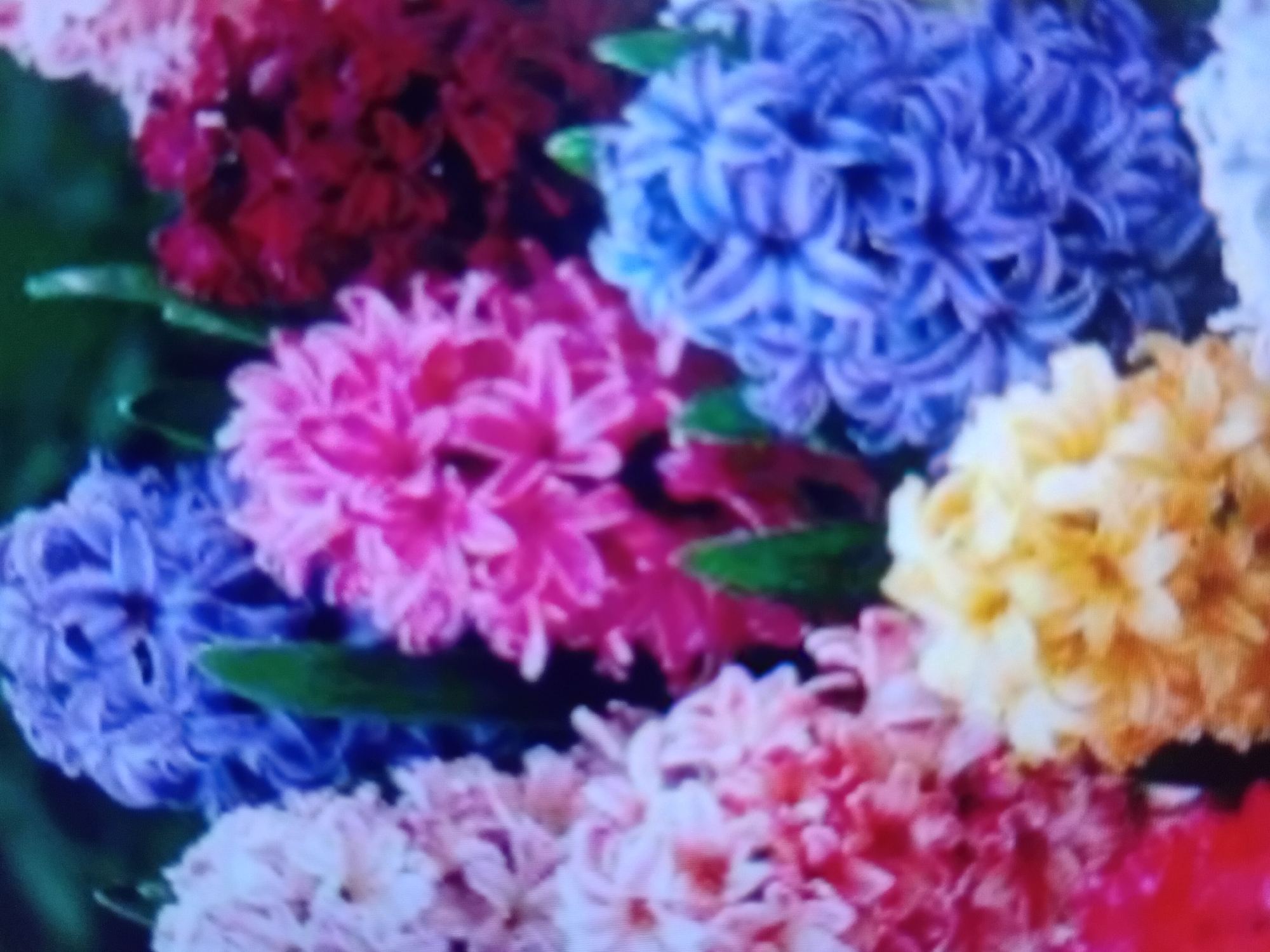 This is a close-up, slightly blurry, eye-level, medium shot of a dense cluster of blooming hyacinth flowers in a garden. The flowers are arranged in a variety of vibrant colors including deep purple, bright pink, yellow, and shades of white and light pink. Some green leaves are visible interspersed among the blossoms. The background is dark and out of focus, suggesting natural lighting conditions. The image does not contain any identifiable landmarks or contextual information that would place it in Verkhniachka, Ukraine, or any specific city. There are no people or actions depicted in the image.