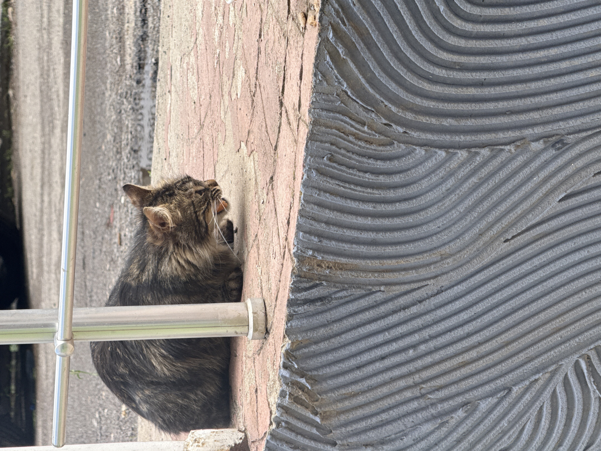 A rotated medium shot, captured in Sofia, Bulgaria, features a domestic tabby cat in an outdoor setting during bright daylight. The cat, with mottled brown and grey fur, is positioned on a reddish-brown, roughly textured surface, likely a stone wall or ledge. Its head is tilted upwards, and its mouth is wide open, revealing its pink tongue. A visible strand of saliva or a drip hangs from its chin, suggesting it might be mid-yawn, vocalizing loudly, or reacting to something.
To the right of the cat, a prominent section of a grey wall displays distinct, raised curvilinear and linear patterns, characteristic of fresh mortar or adhesive applied with a notched trowel, indicating recent construction or tiling work. On the far left of the frame, a metallic railing system is visible, consisting of a polished vertical bar and a horizontal bar. The background behind the railing is out of focus, showing abstract light and shadow, possibly another wall or fence. The strong sunlight illuminates the scene, creating clear details and contrast. No text is visible in the image.